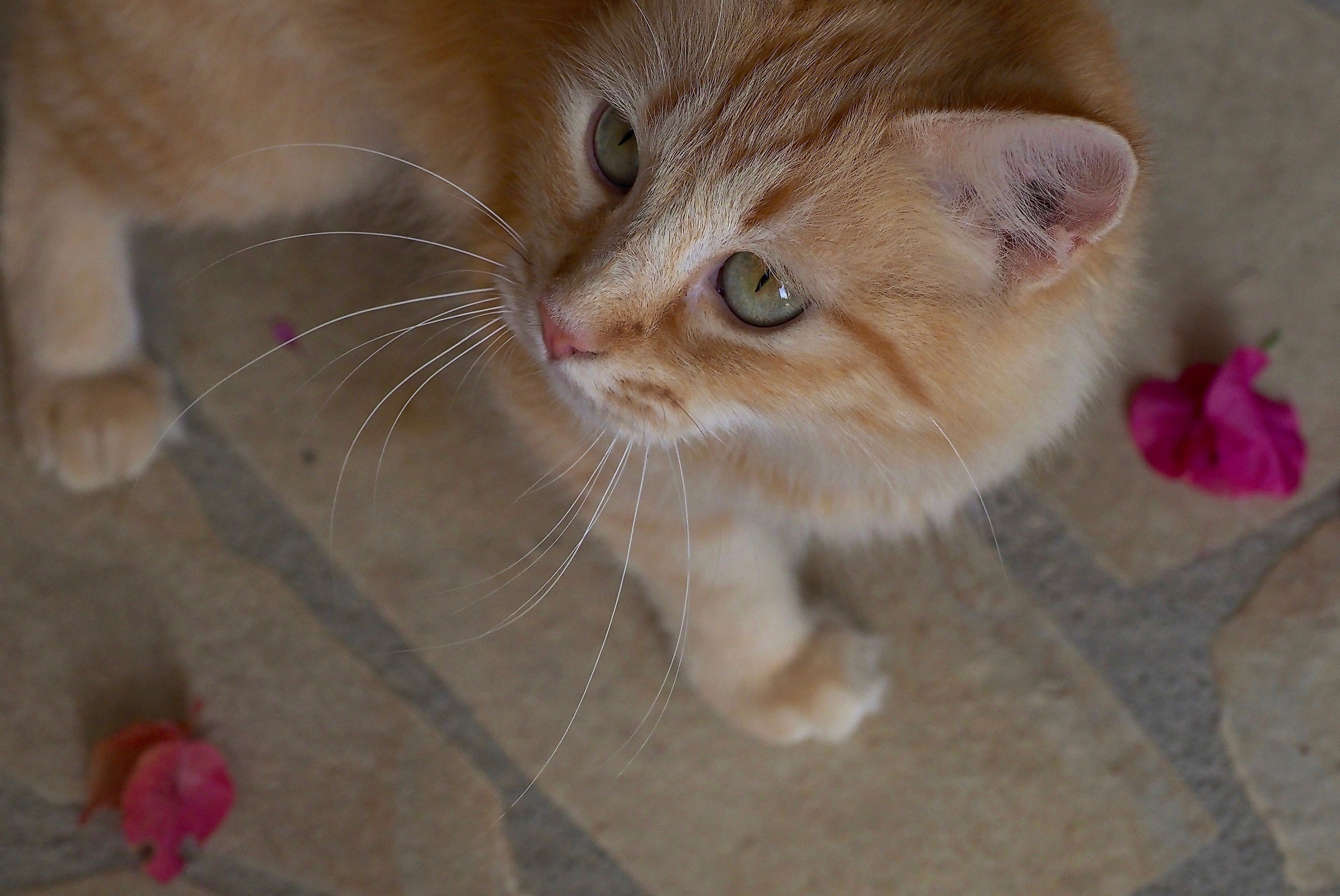 Animals |  Almut Adler