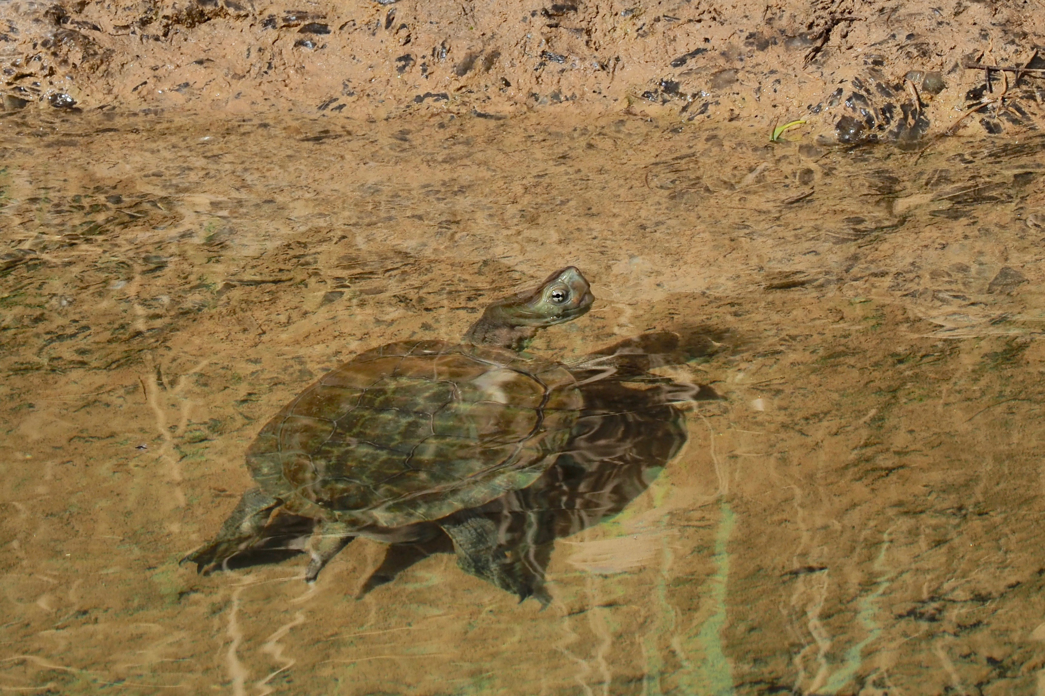 Animals |  Almut Adler