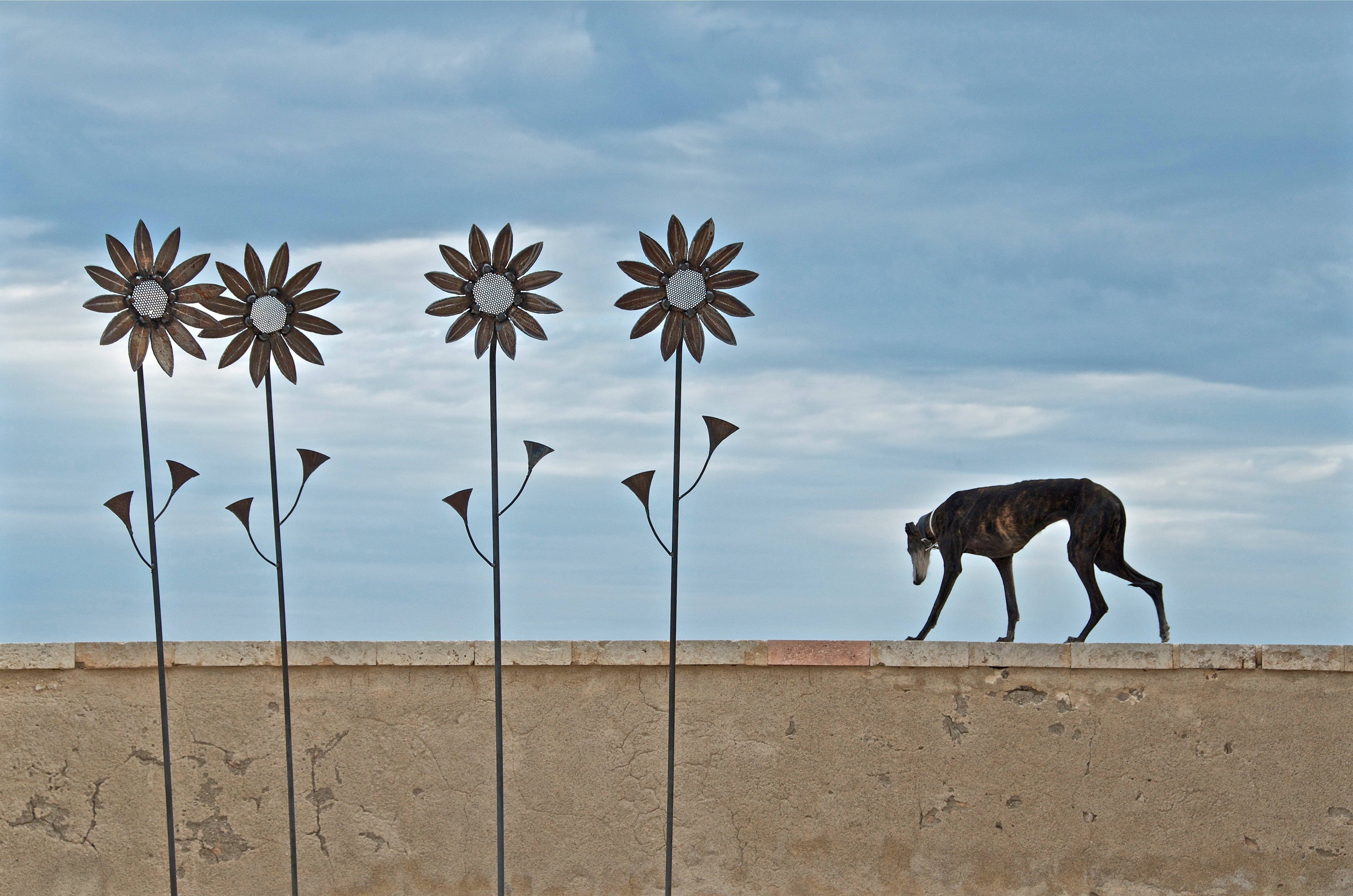 Animals |  Almut Adler