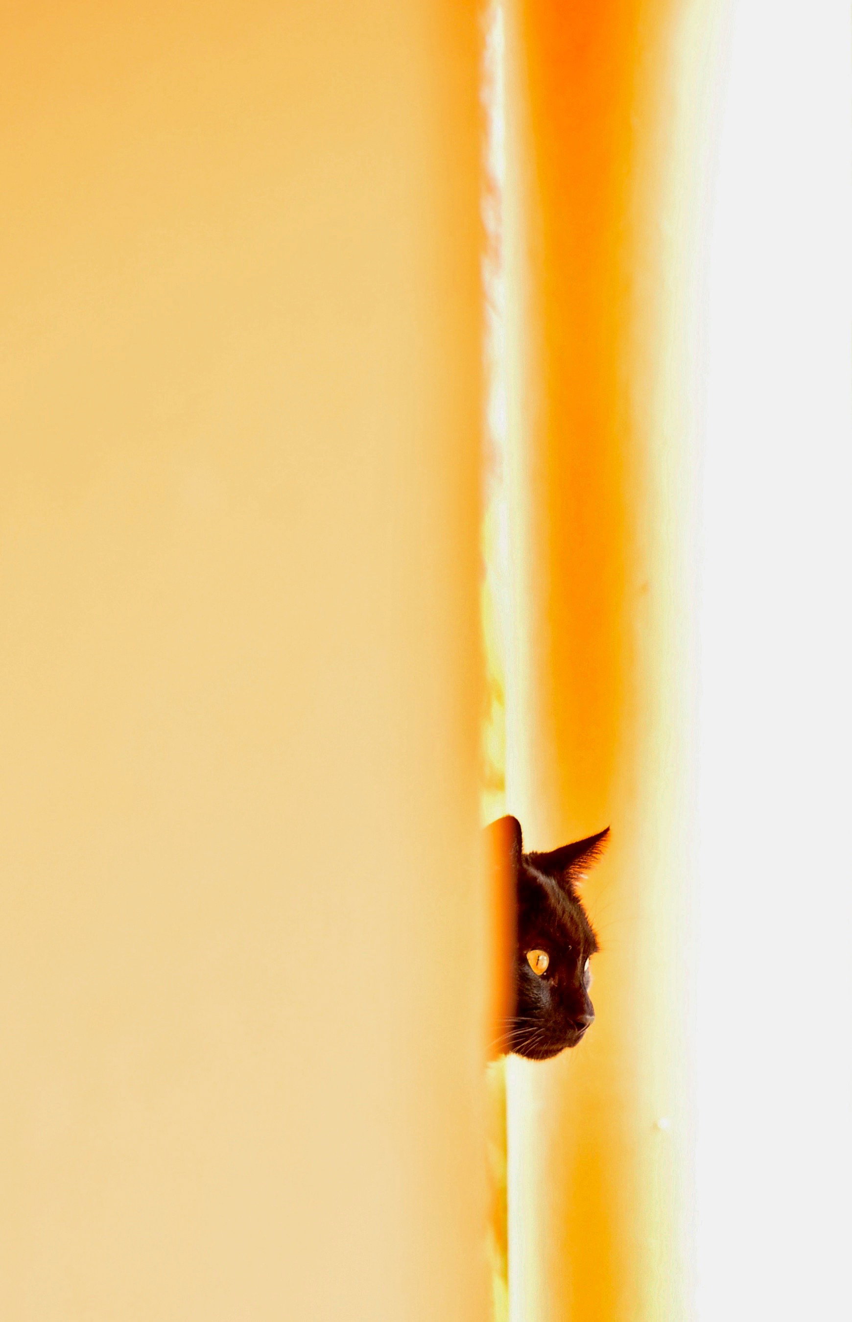 Animals |  Almut Adler