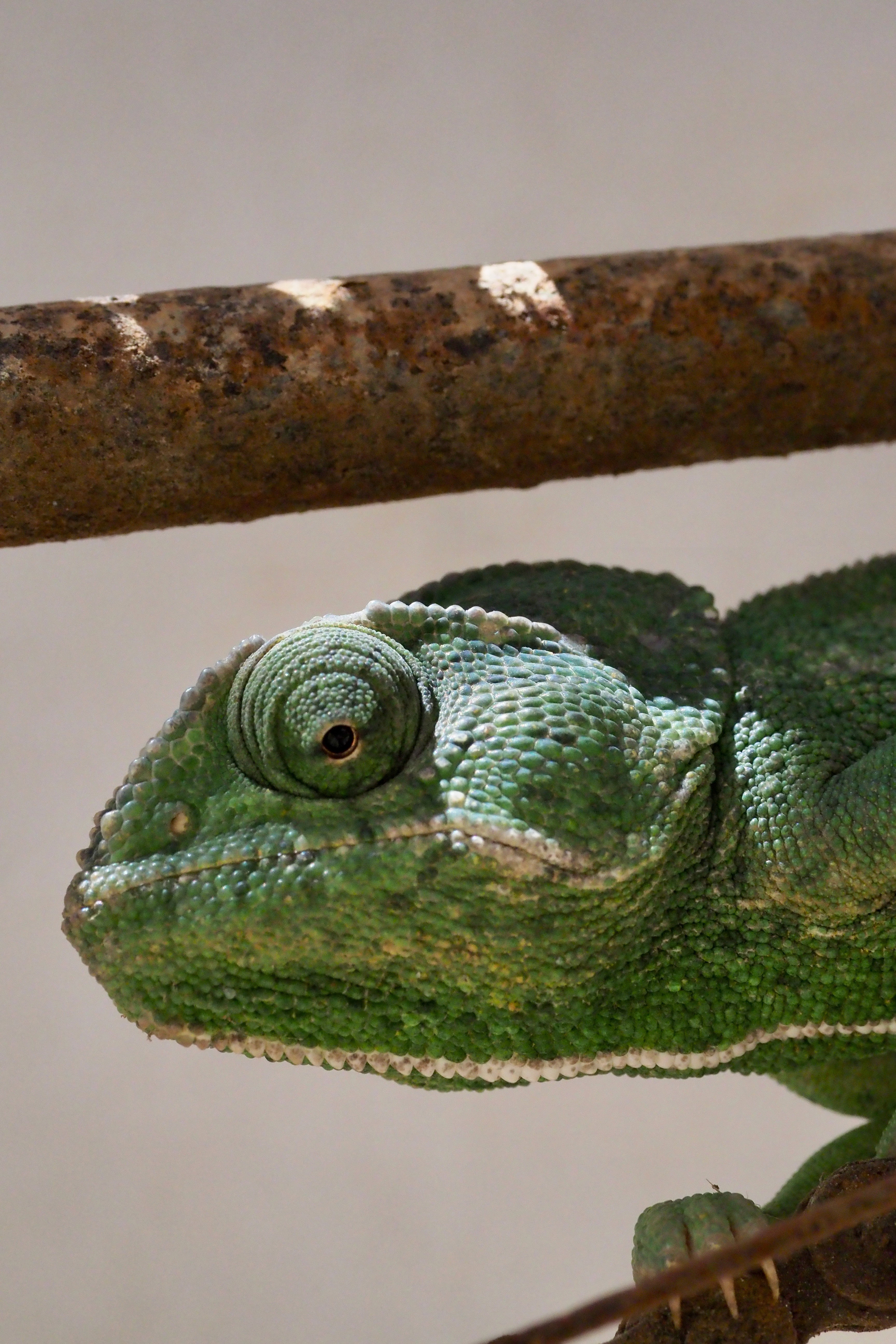 Animals |  Almut Adler