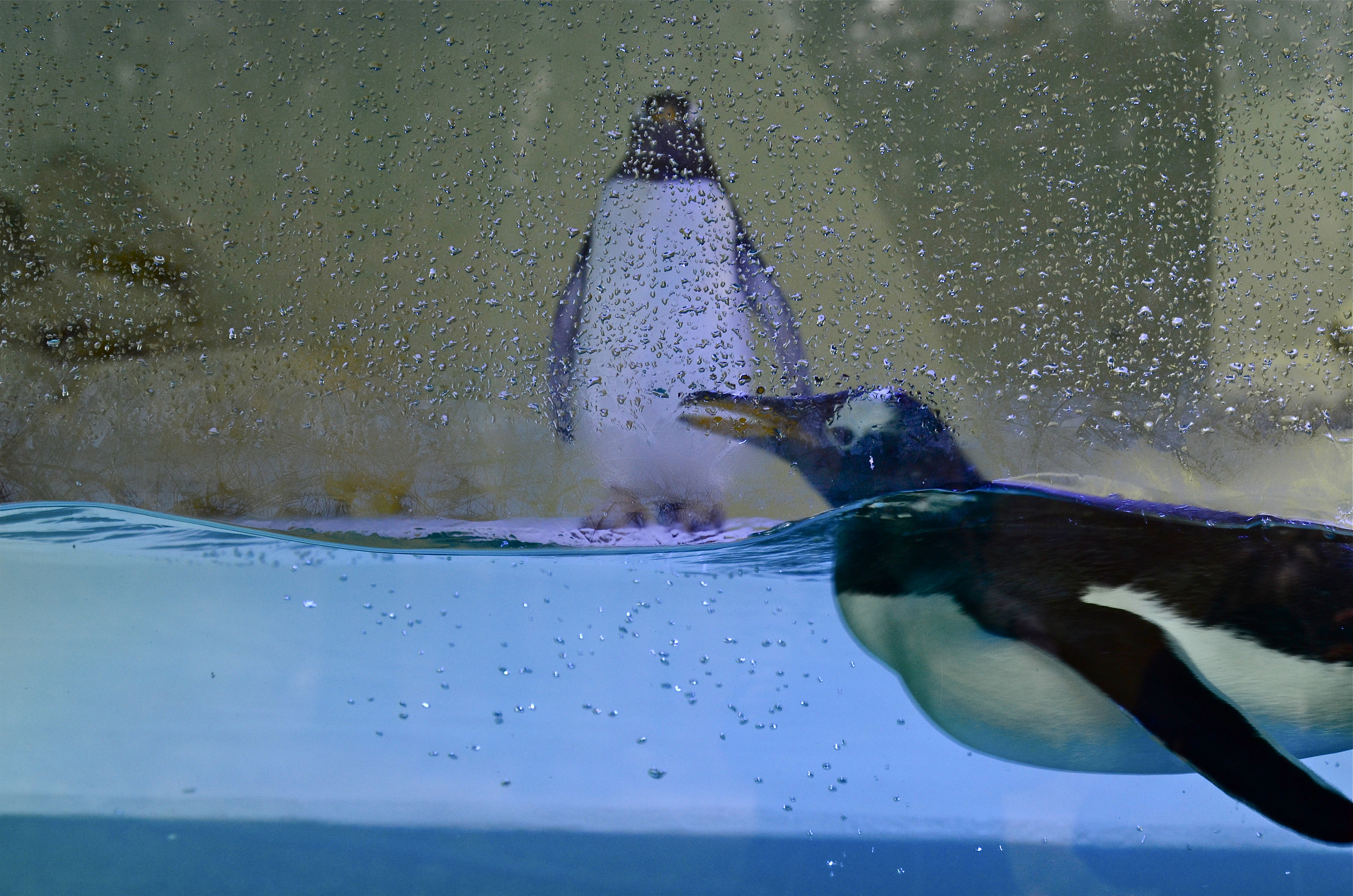 Animals |  Almut Adler