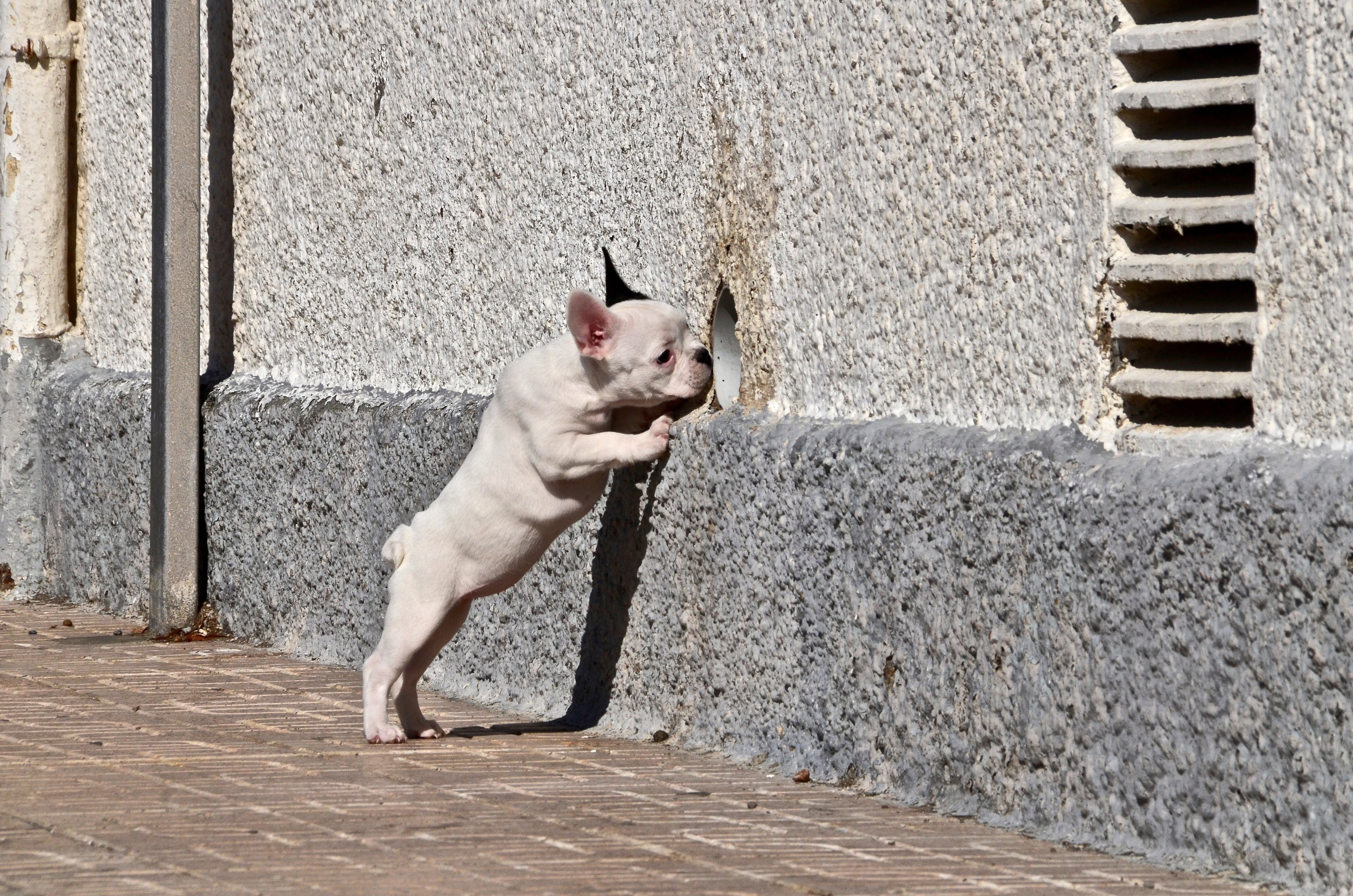 Animals |  Almut Adler