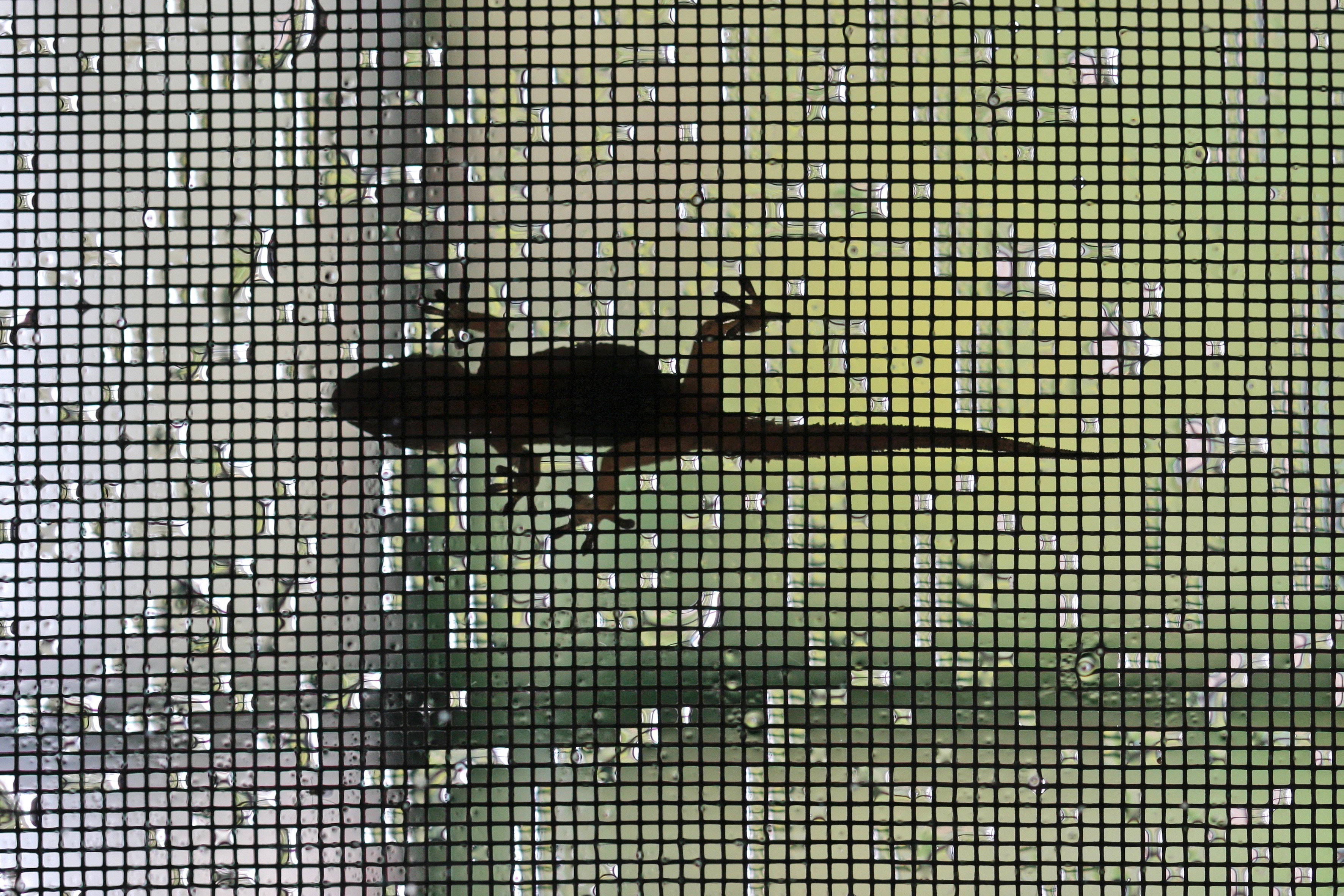 Animals |  Almut Adler