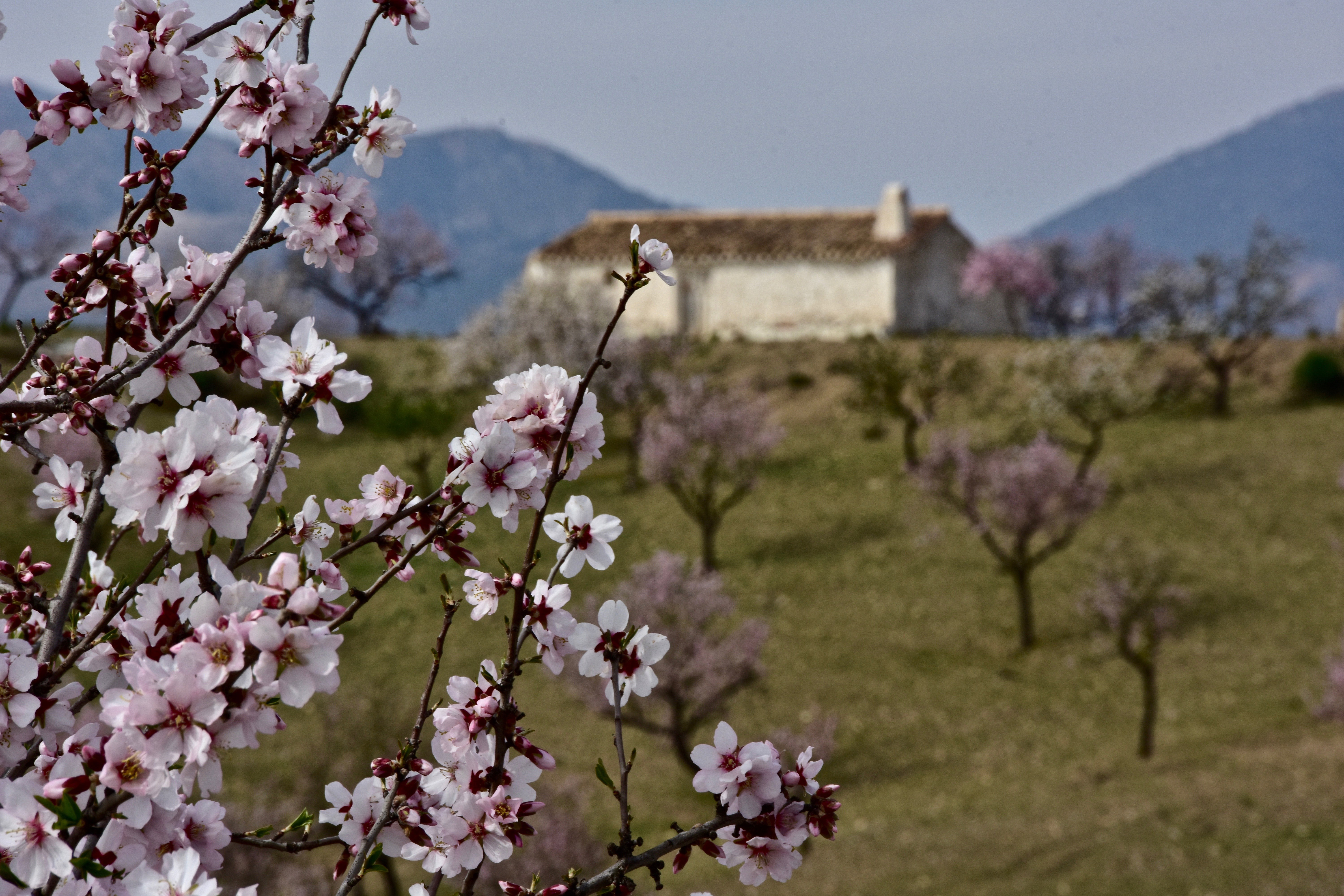 Andalusia |  Almut Adler
