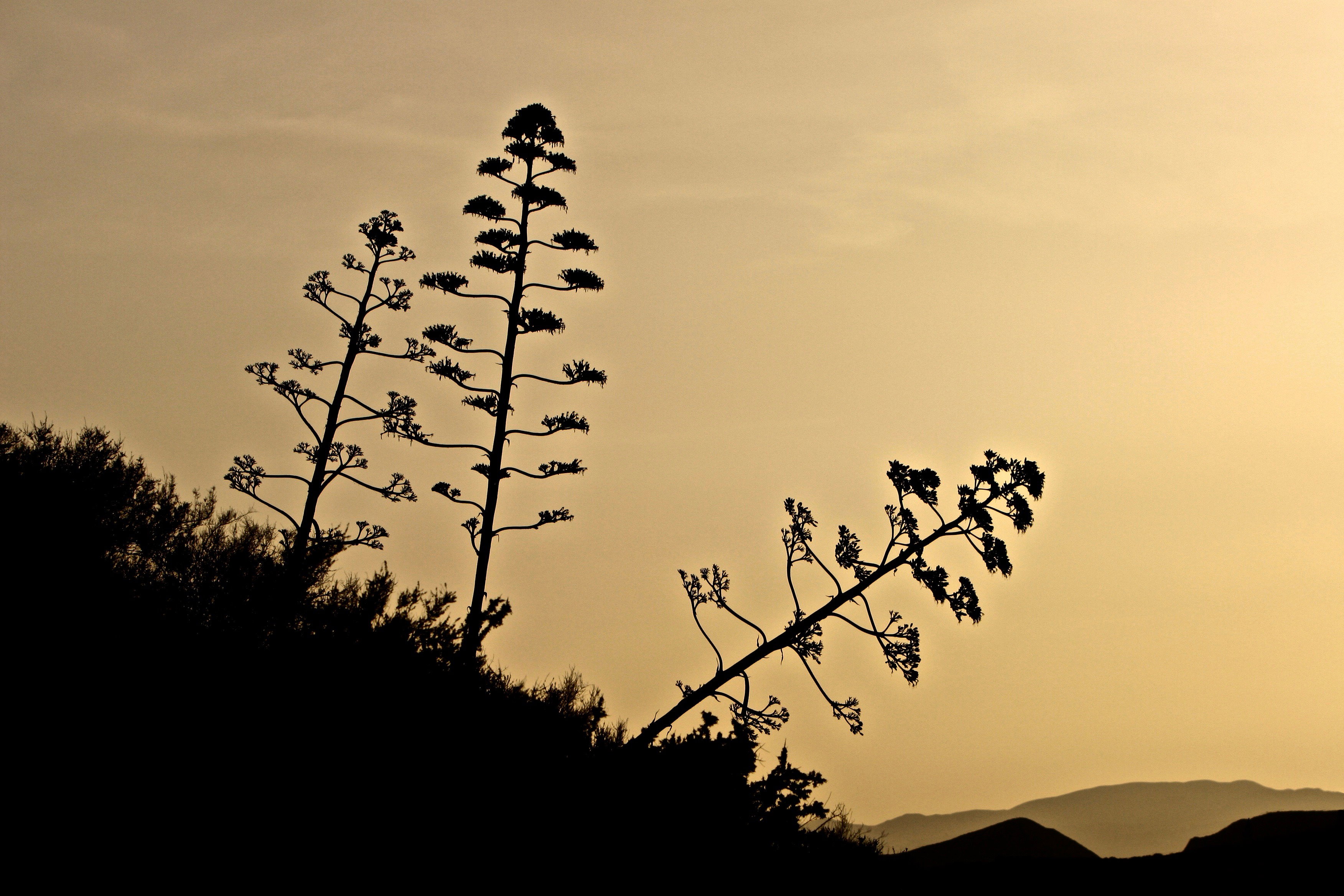 Andalusia |  Almut Adler