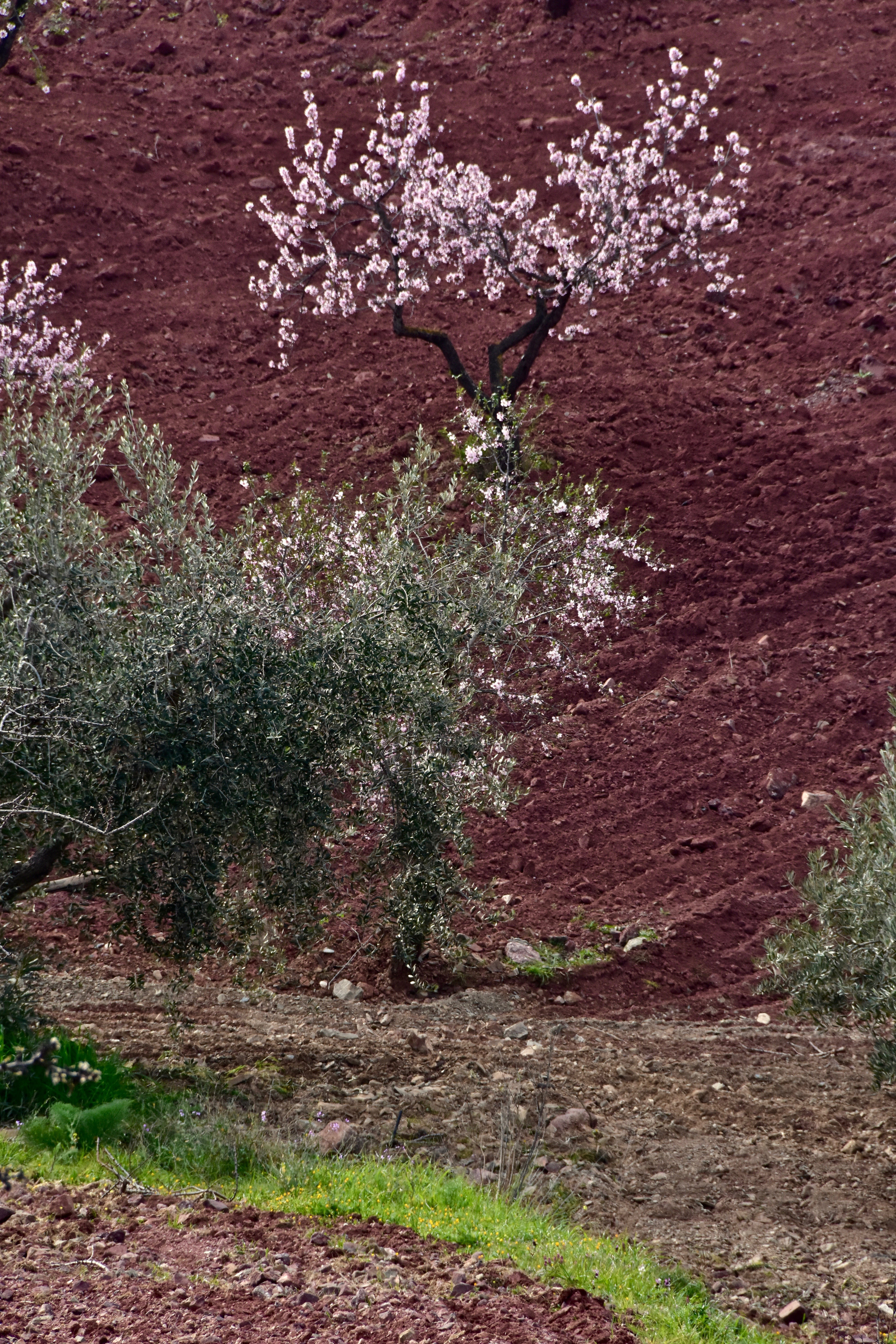 nature |  Almut Adler