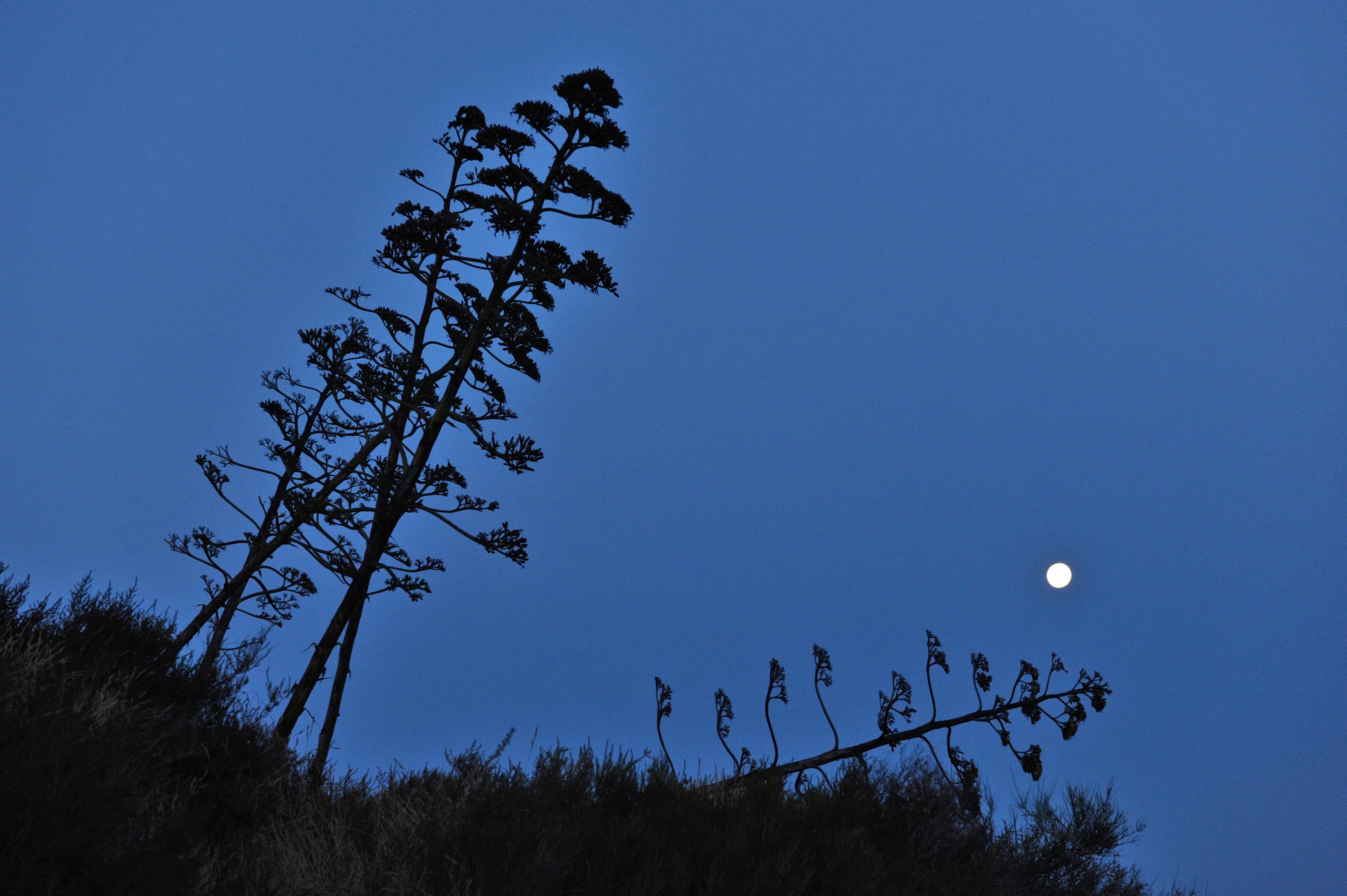 nature |  Almut Adler