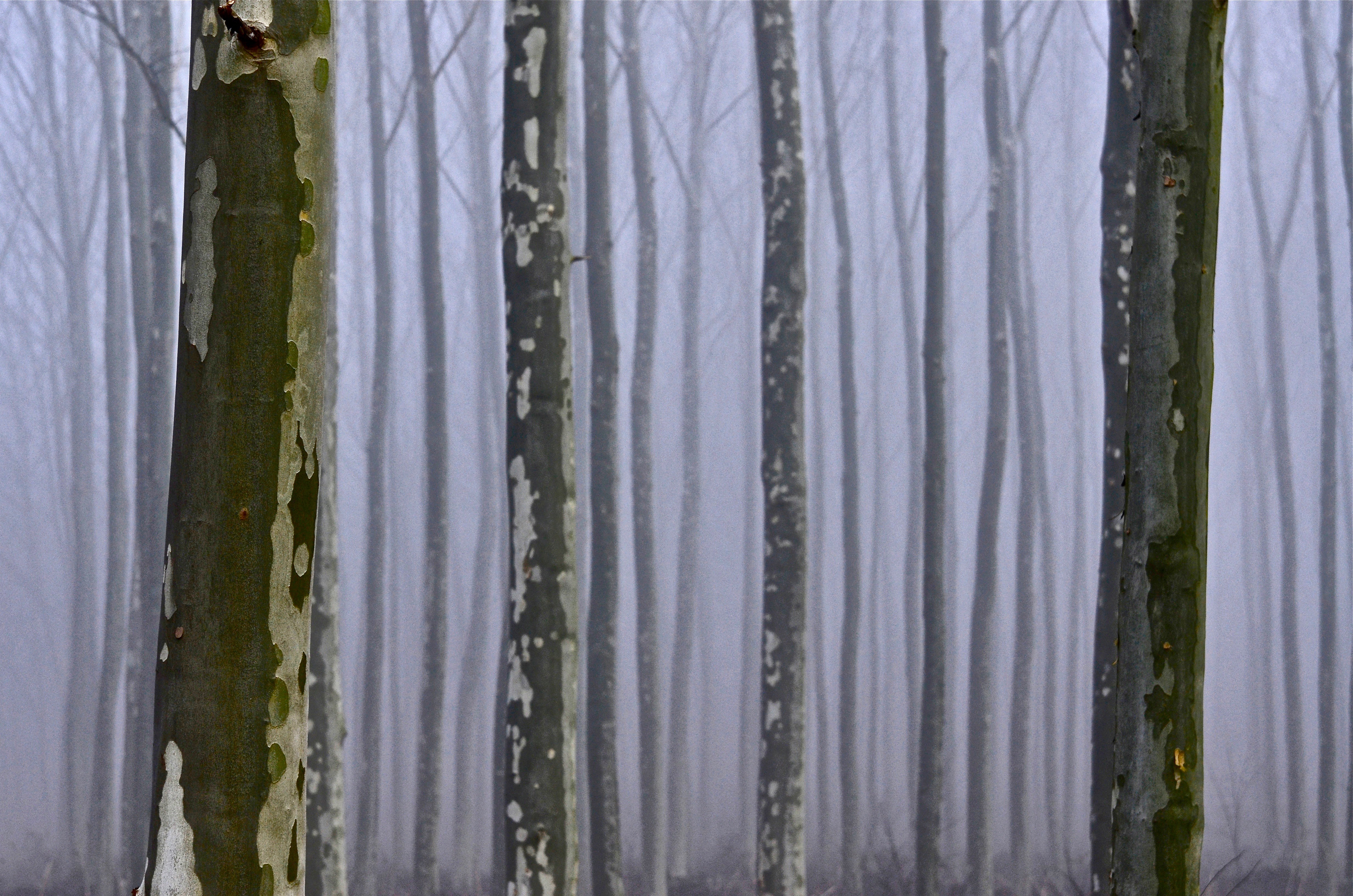 nature |  Almut Adler