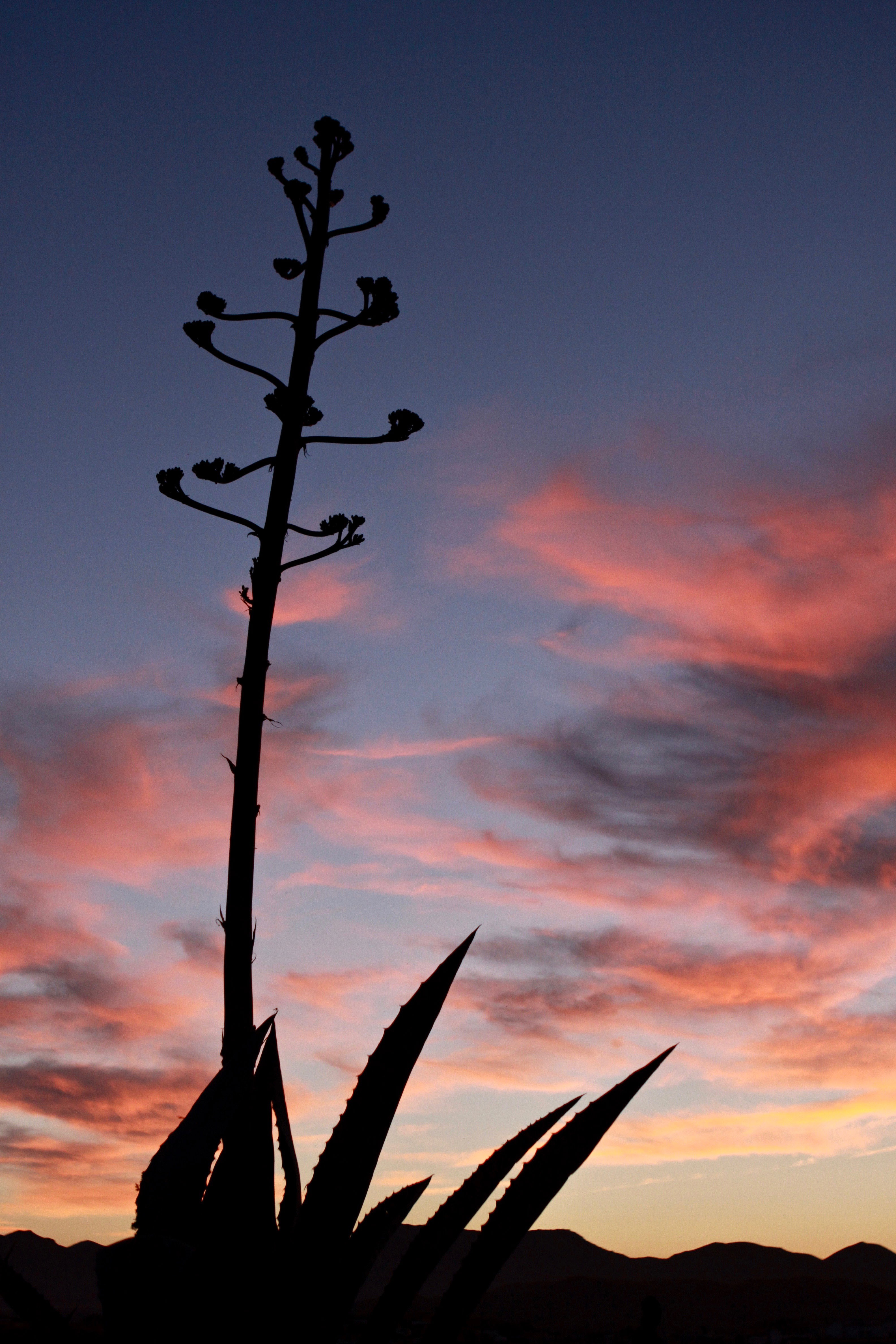 nature |  Almut Adler