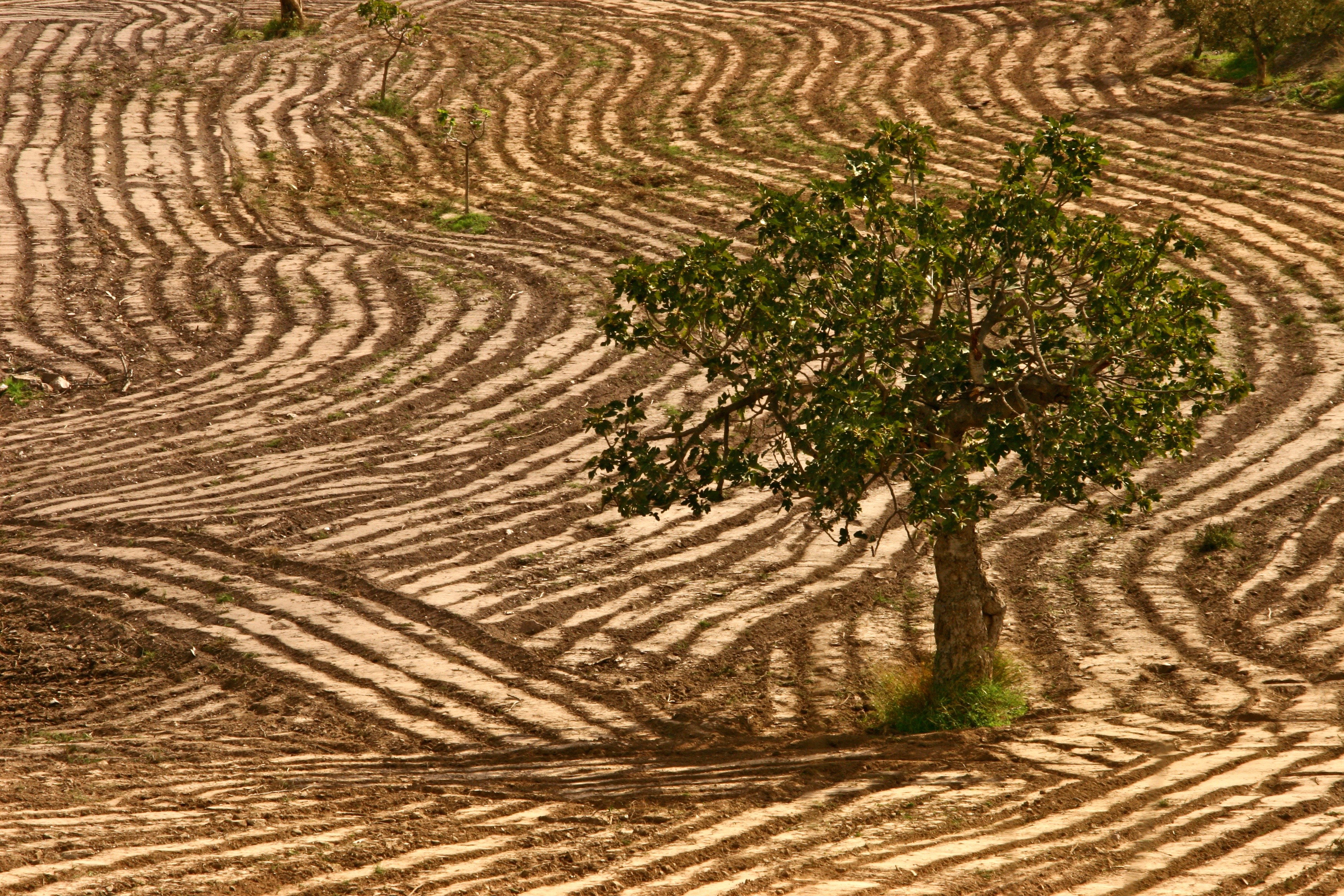 nature |  Almut Adler