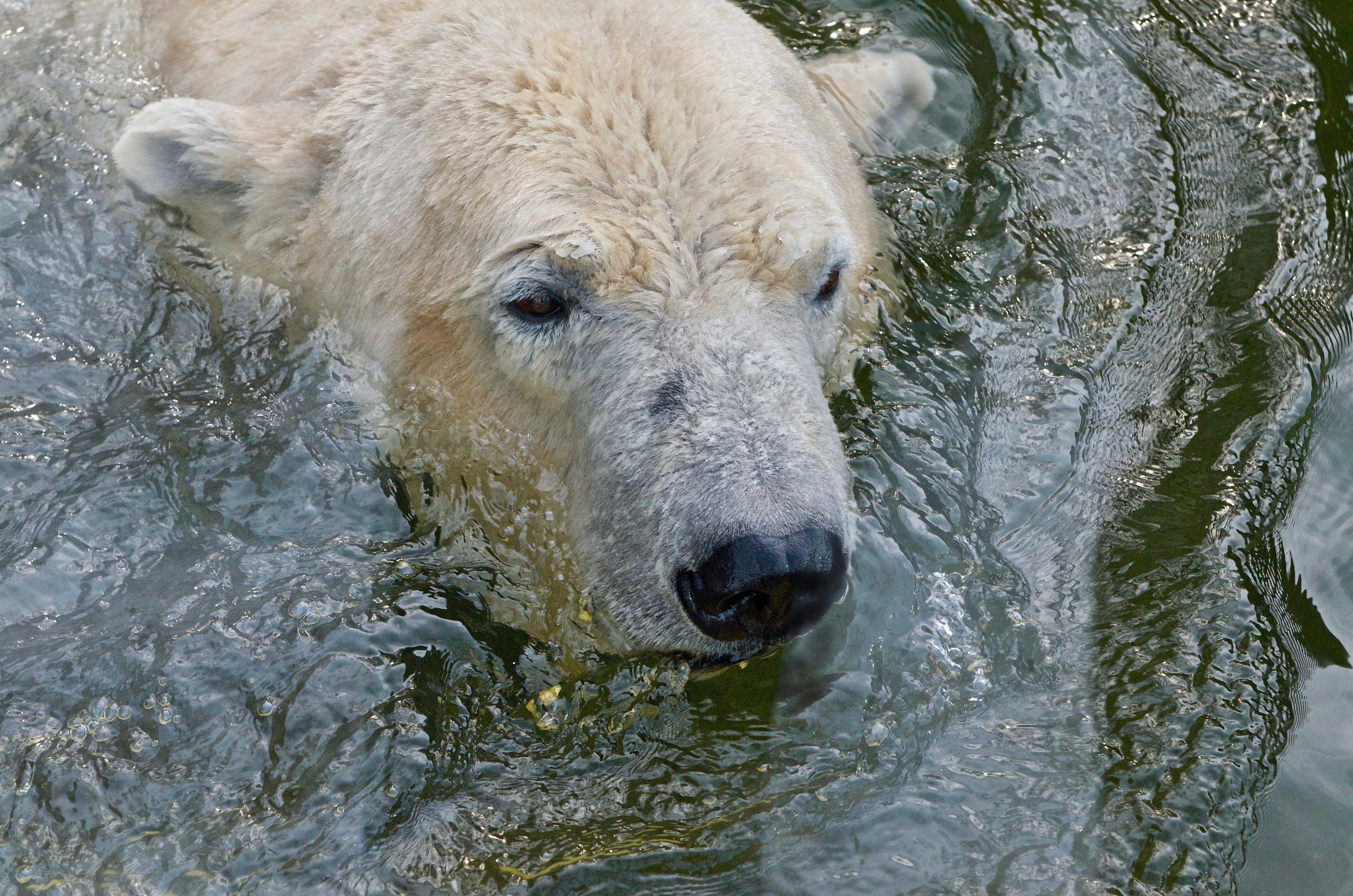 Animals |  Almut Adler