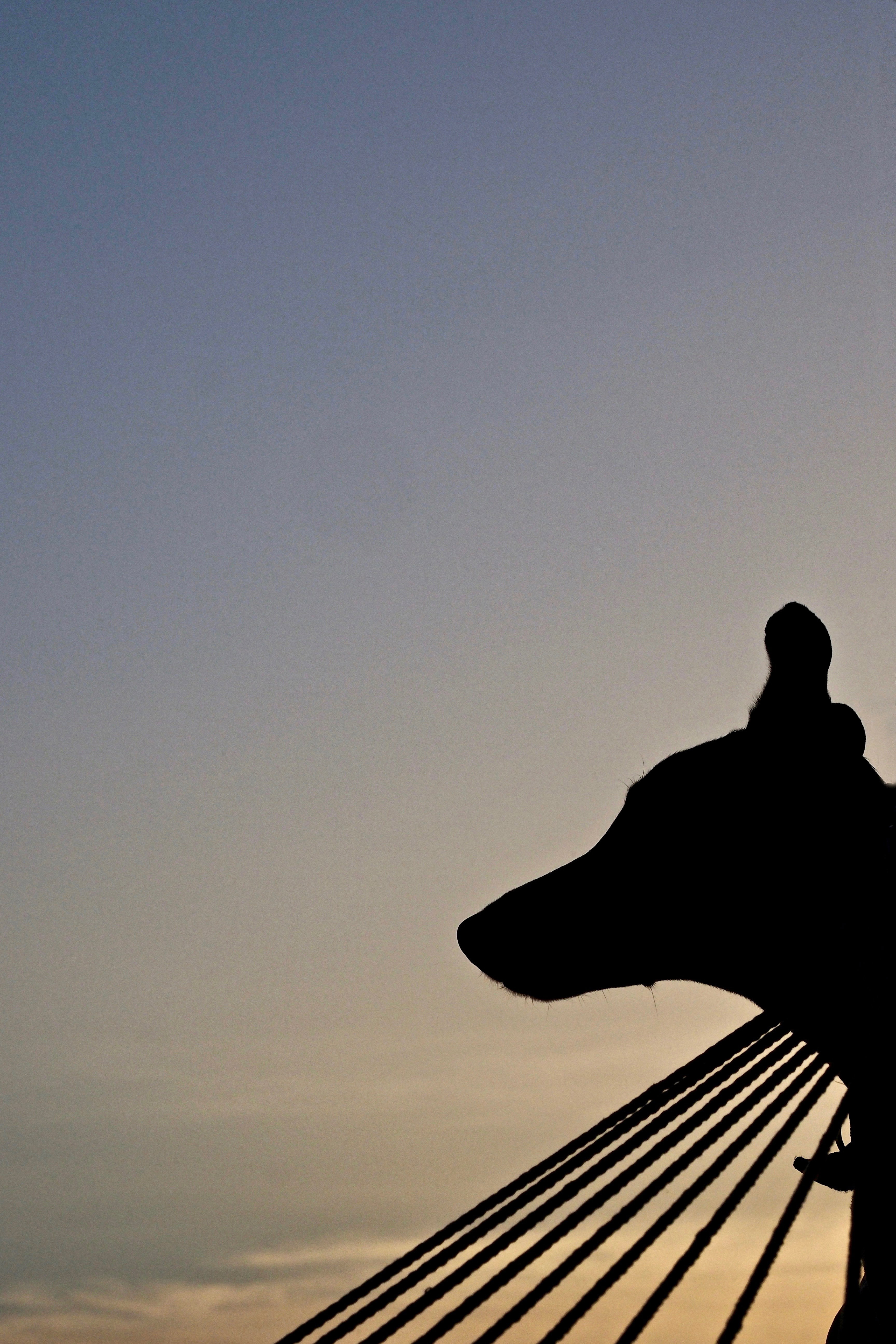 Animals |  Almut Adler