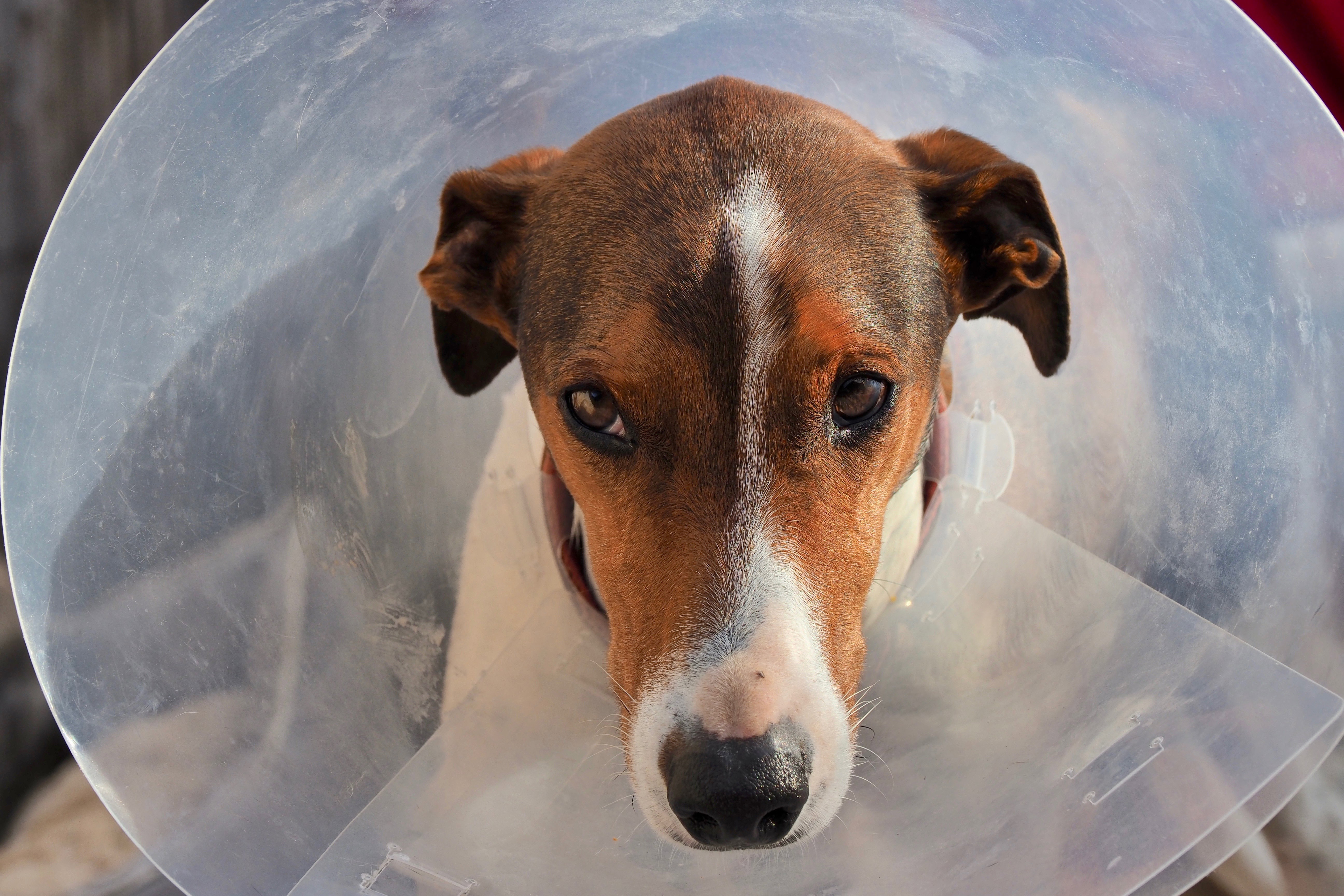 Animals |  Almut Adler