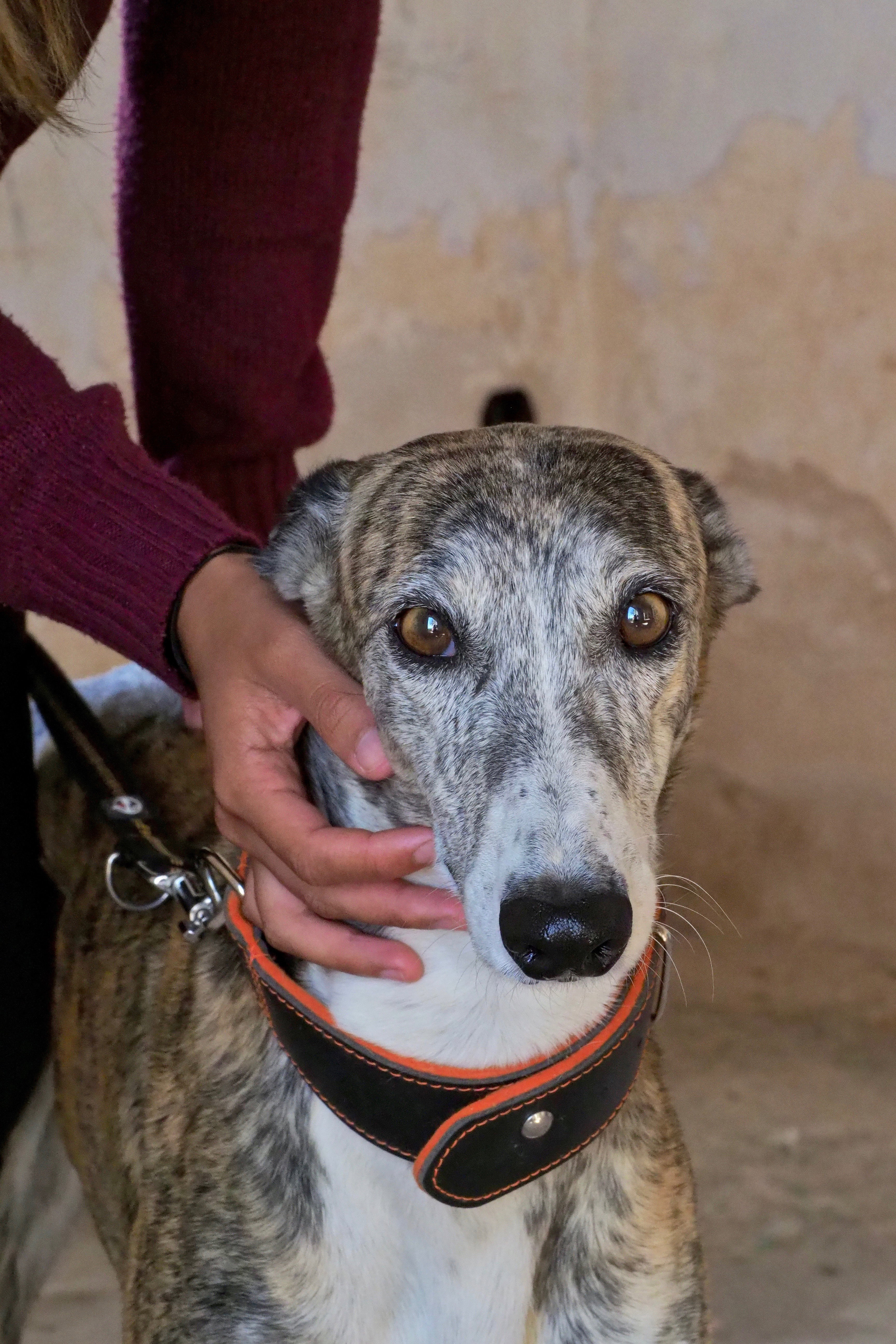 Animals |  Almut Adler