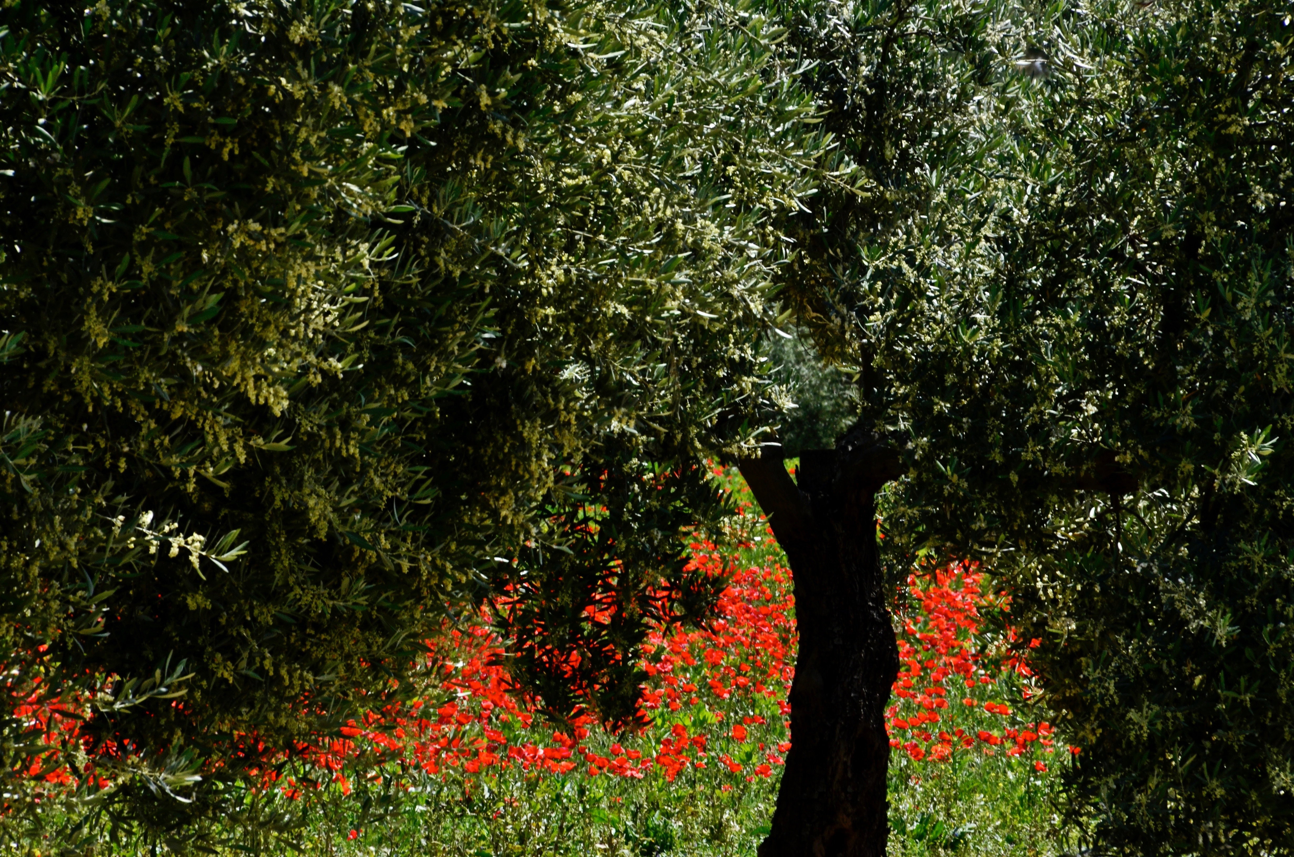 nature |  Almut Adler