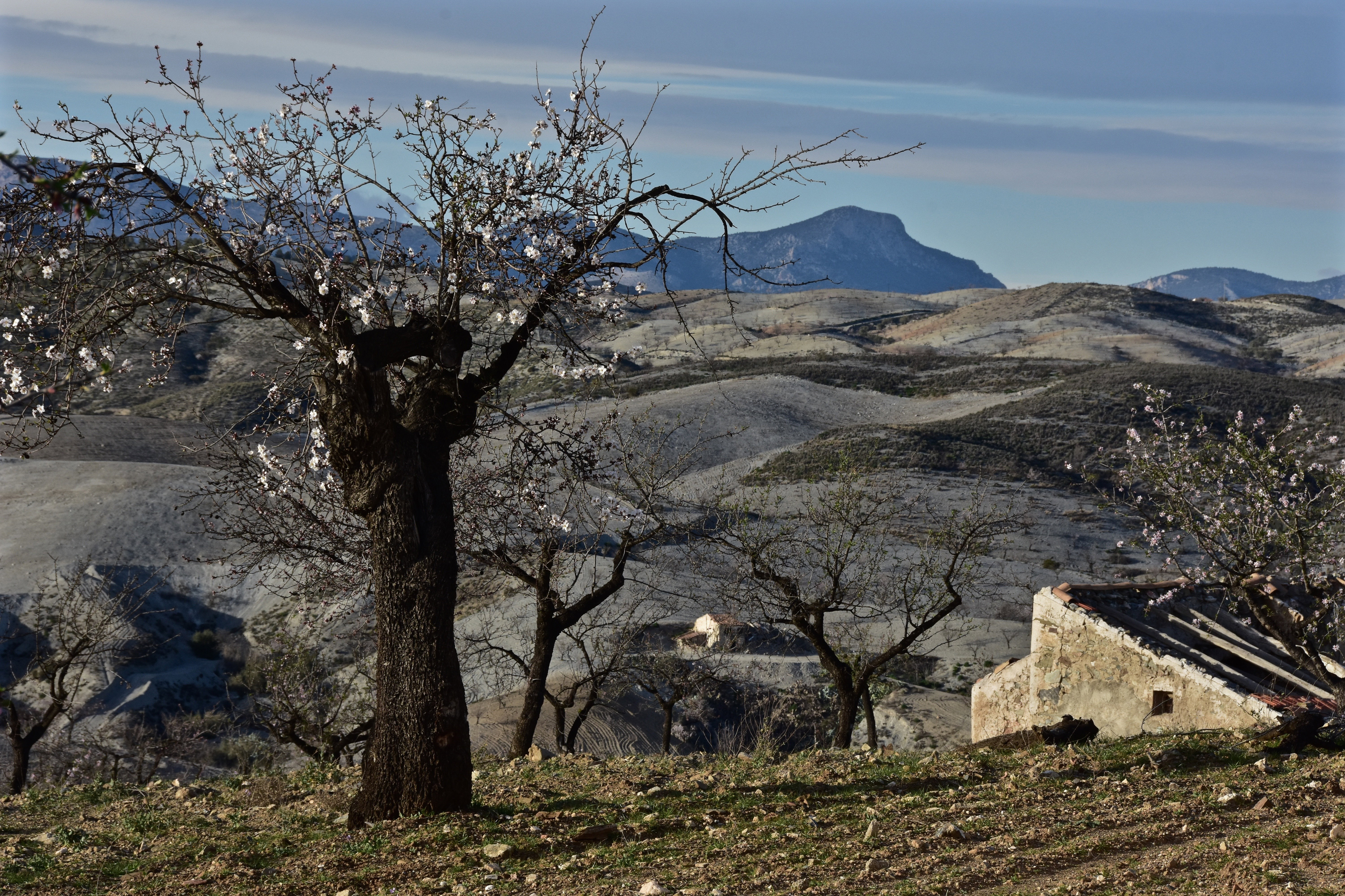 nature |  Almut Adler