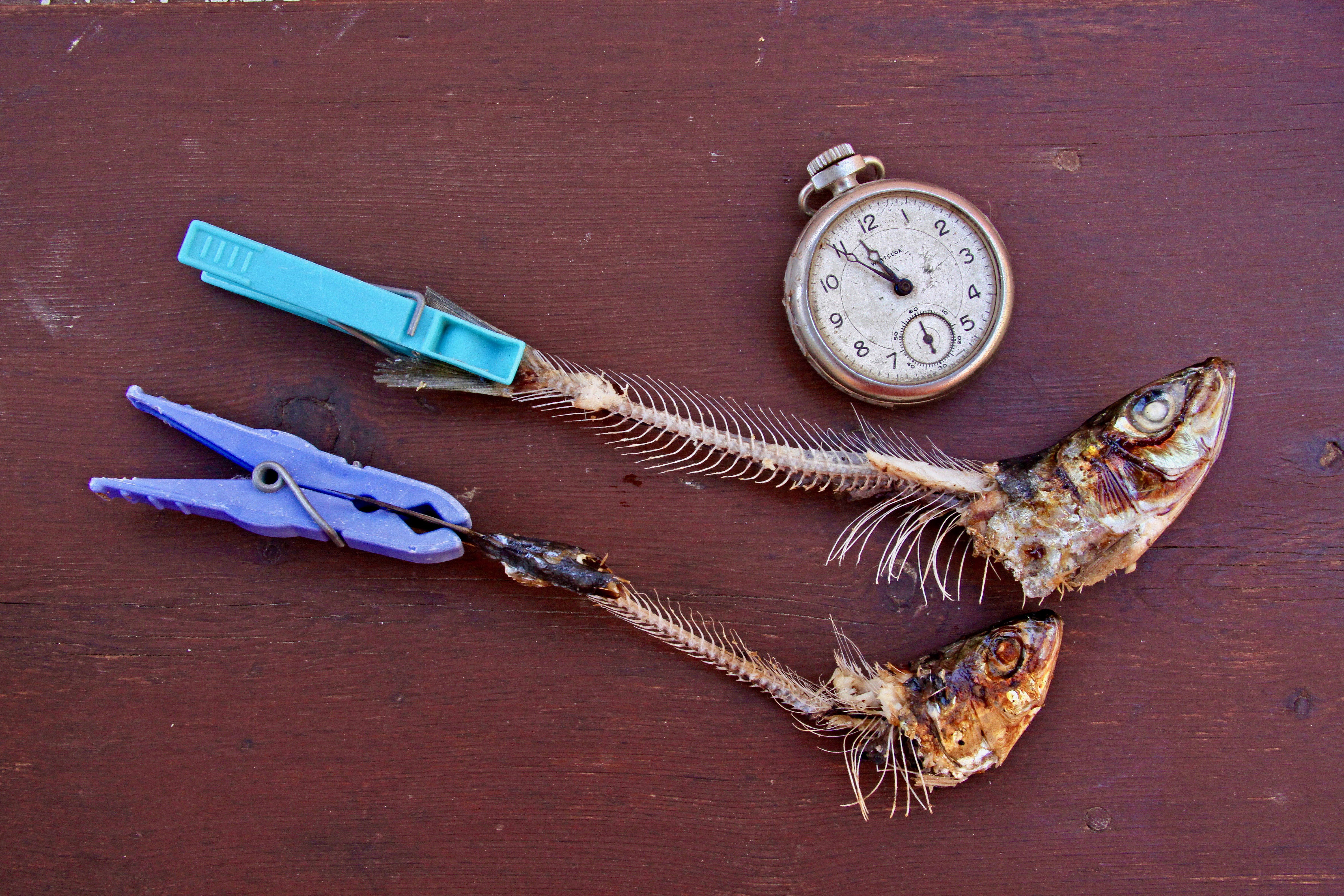 still life |  Almut Adler