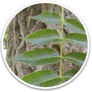 Amur Cork Bark - Phellodendron amurense