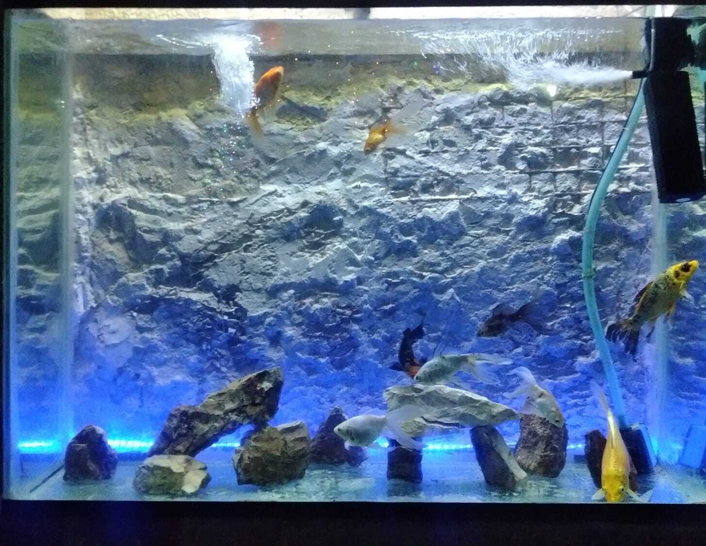 Fishbowl