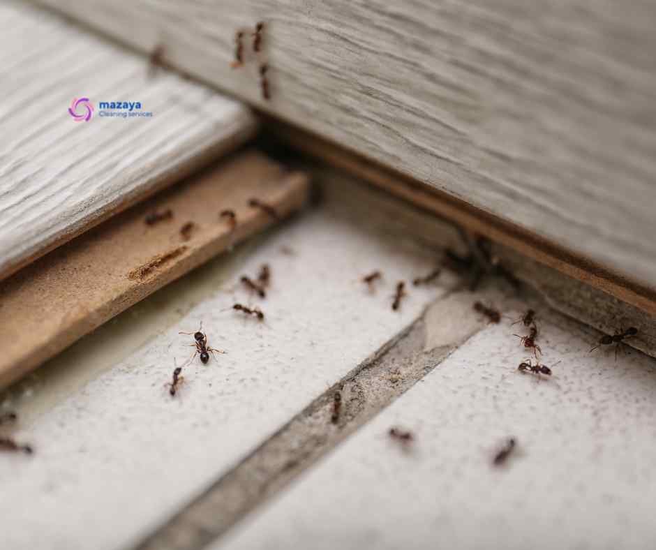 مكافحة النمل بالخبر