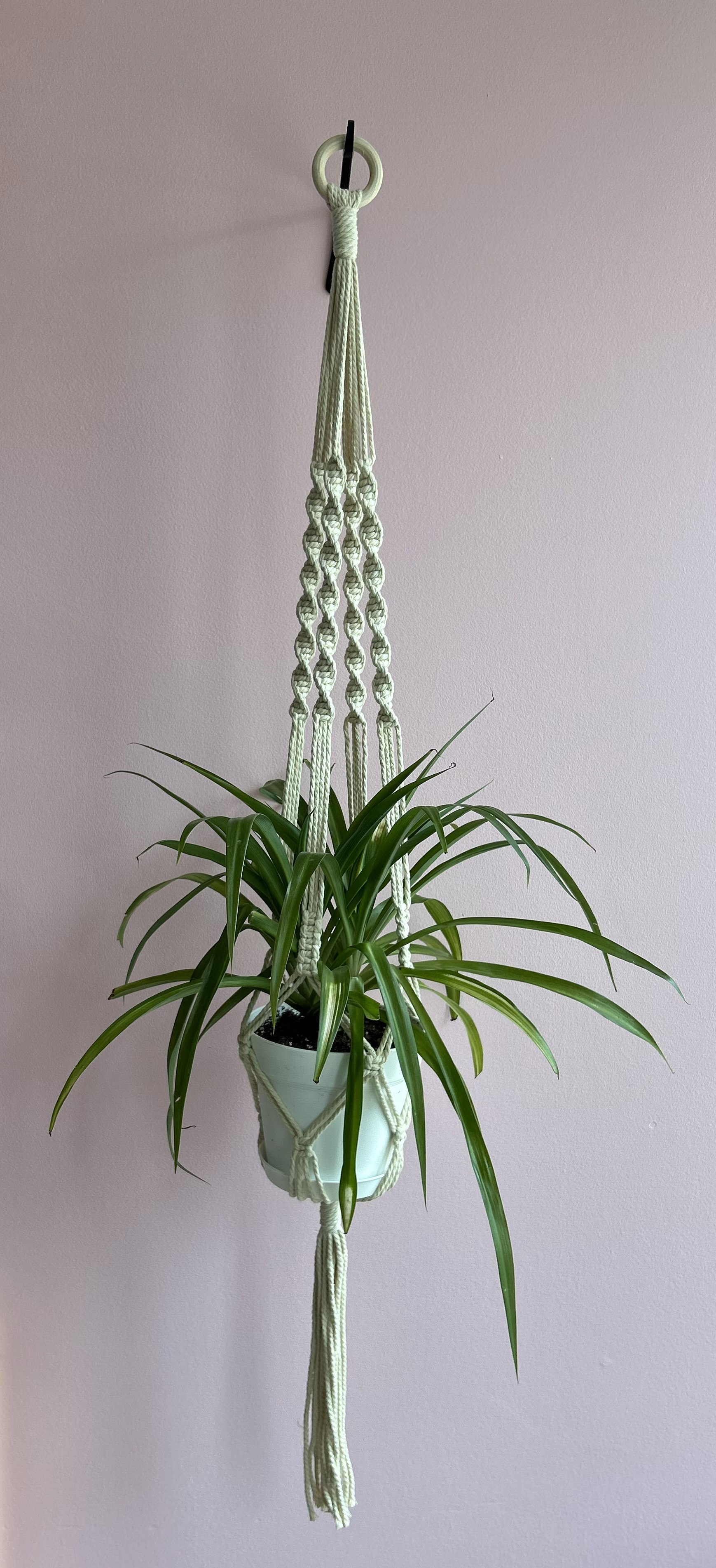 cardinal philodendron 4" Philodendron 'Black Cardinal' variegated  Canopy Plant Co