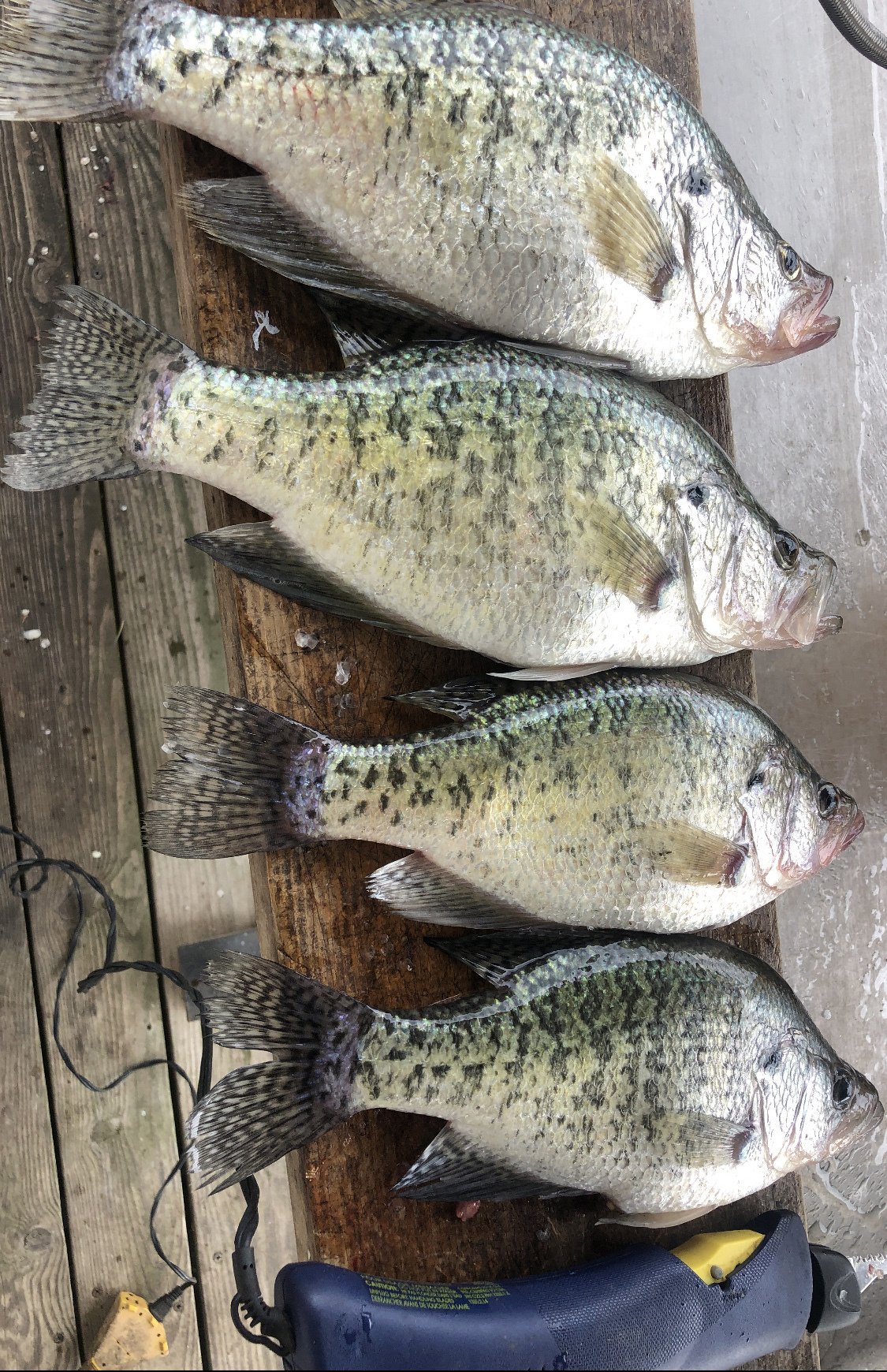 Your Kick'n Bass Fishing Report for April 30, 2020 
