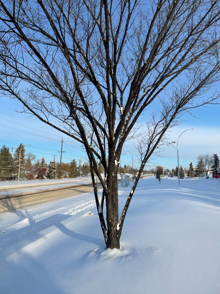 A tree with European Elm Scale by Buck's Tree Service in Edmonton