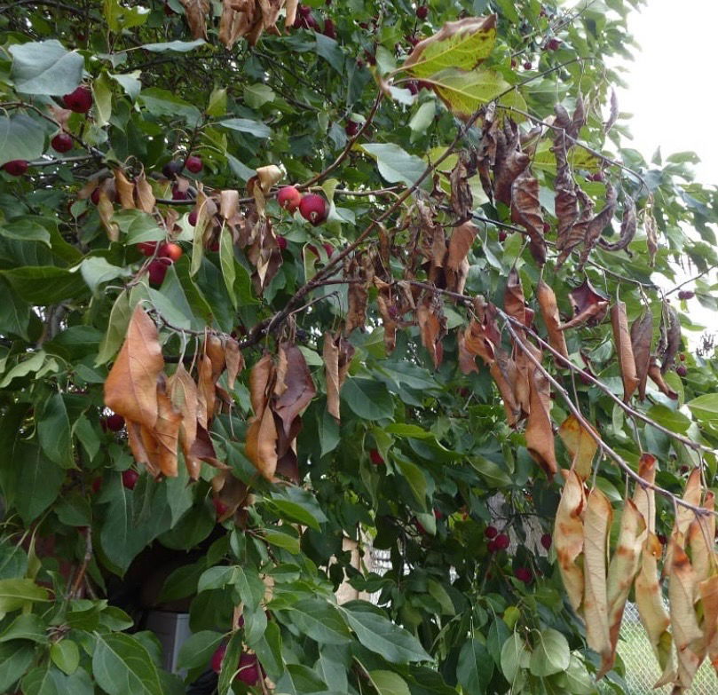 Fire Blight by Buck's Tree Service in Edmonton