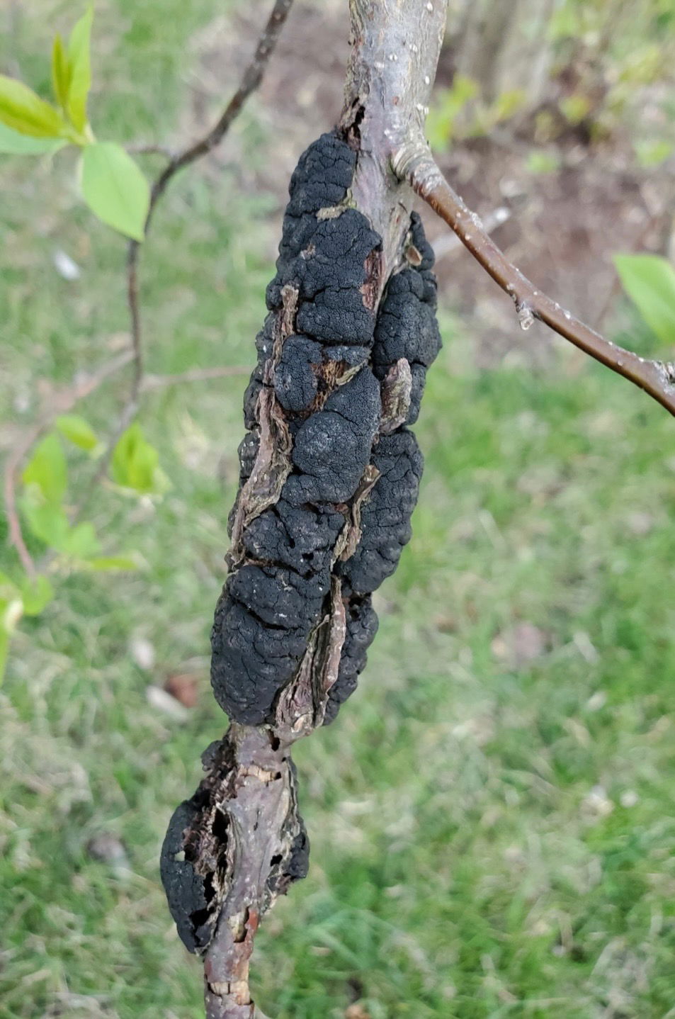 A tree with Black Knot by Buck's Tree Service in Edmonton