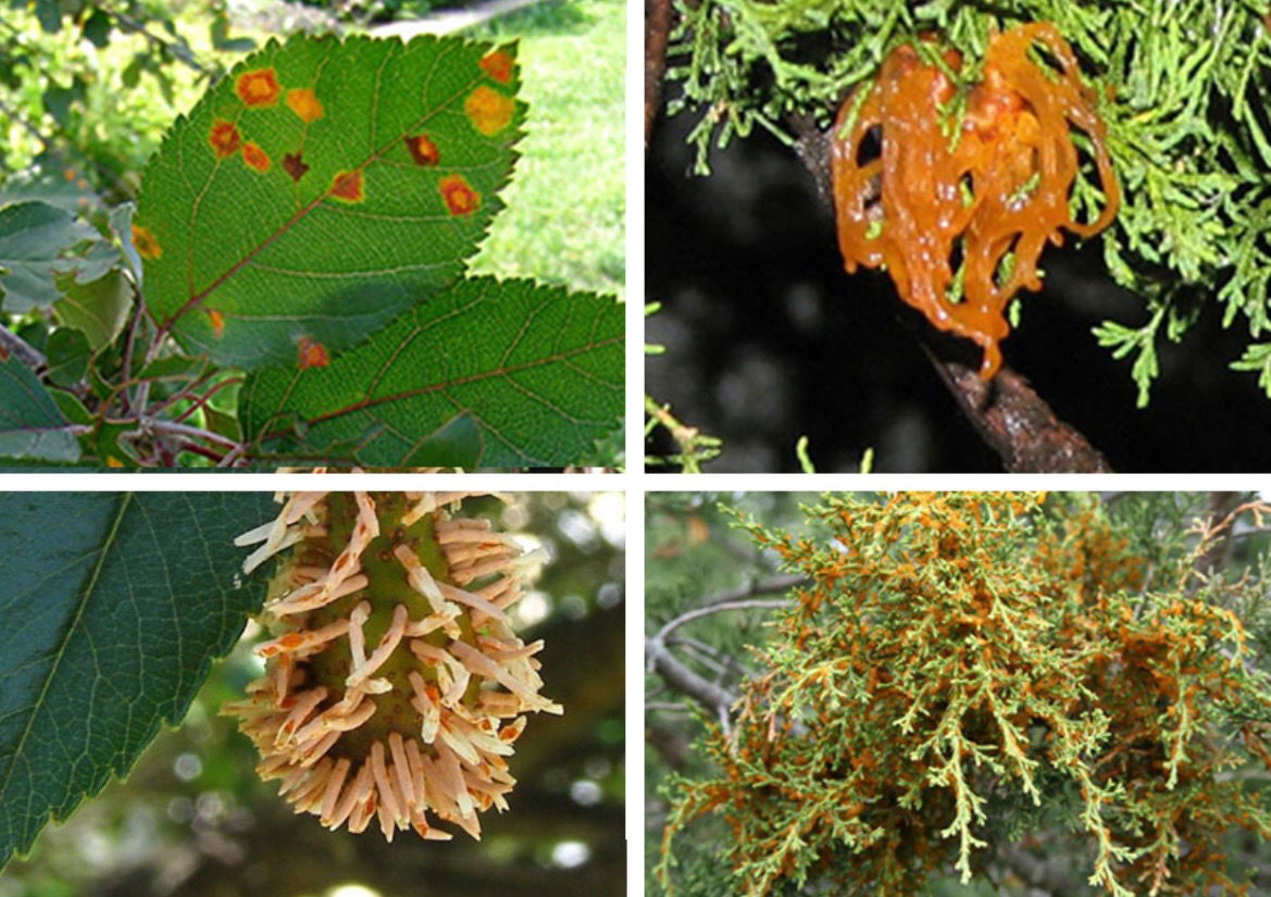 Multiple trees with Cedar Rust by Buck's Tree Service in Edmonton