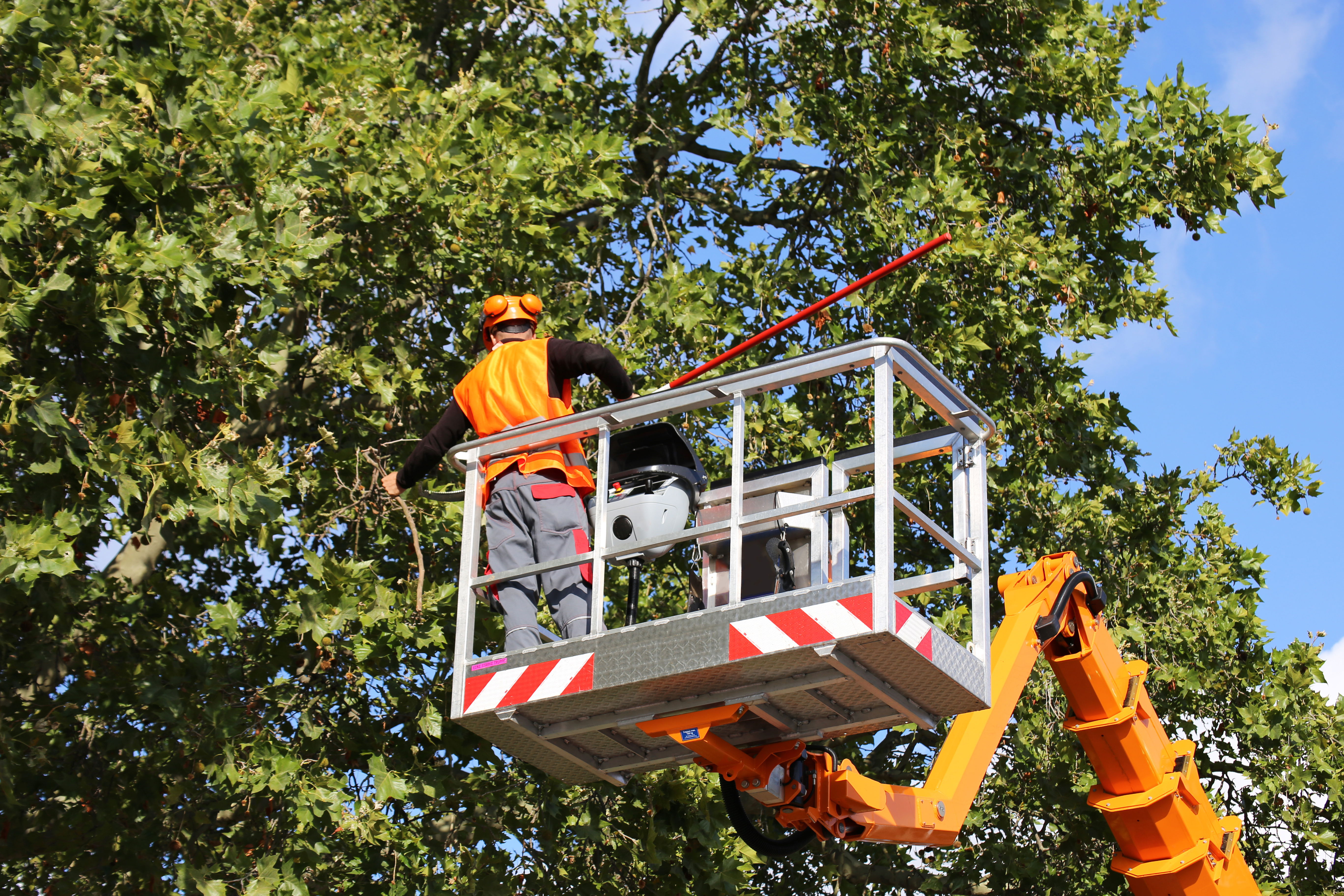 A man in a bucket truck trimming a large tree by Buck's Tree Service in Edmonton