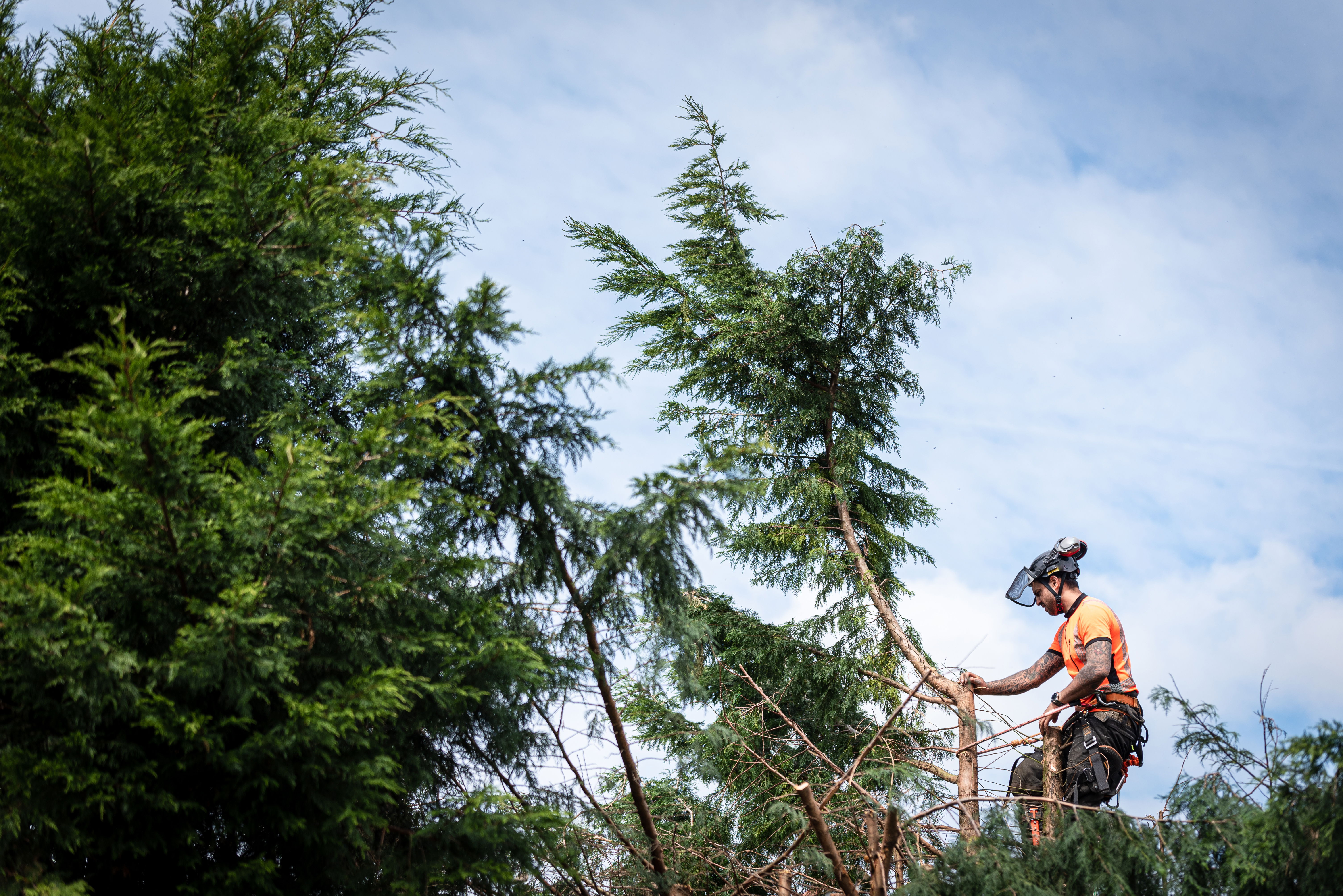 A man in a bucket truck pruning a large tree