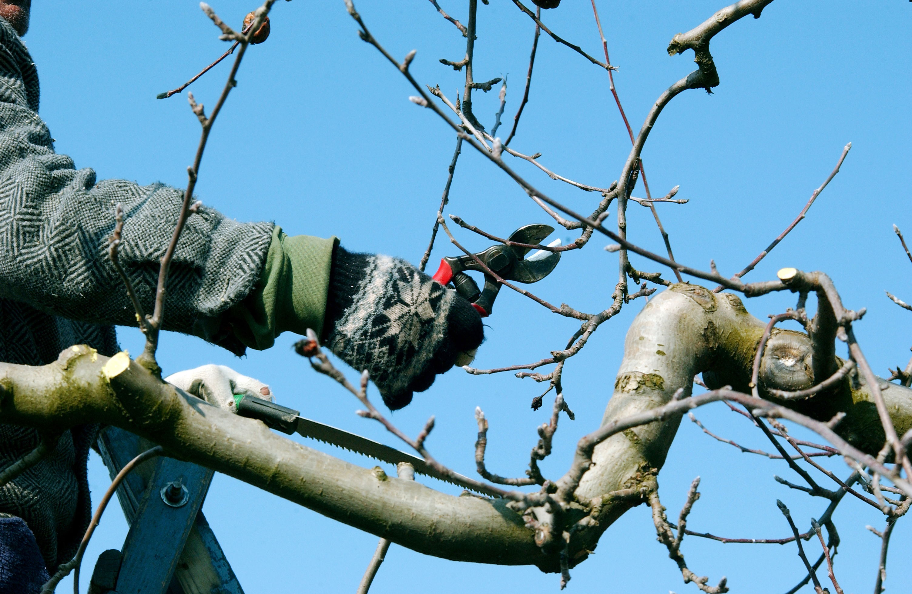 Someone pruning trees with a small pair of shears