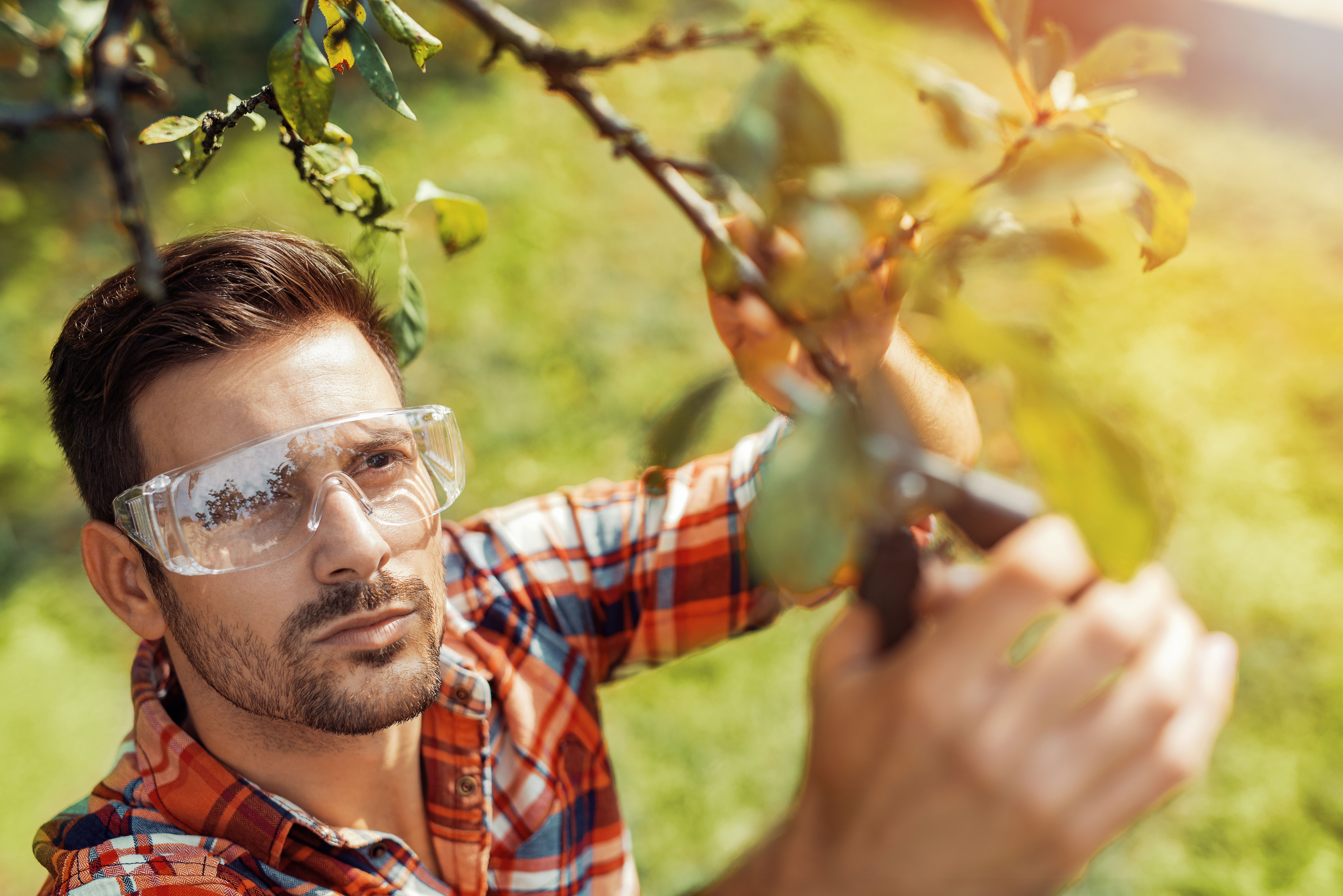 A man wearing safety glasses pruning a tree with a set of shears