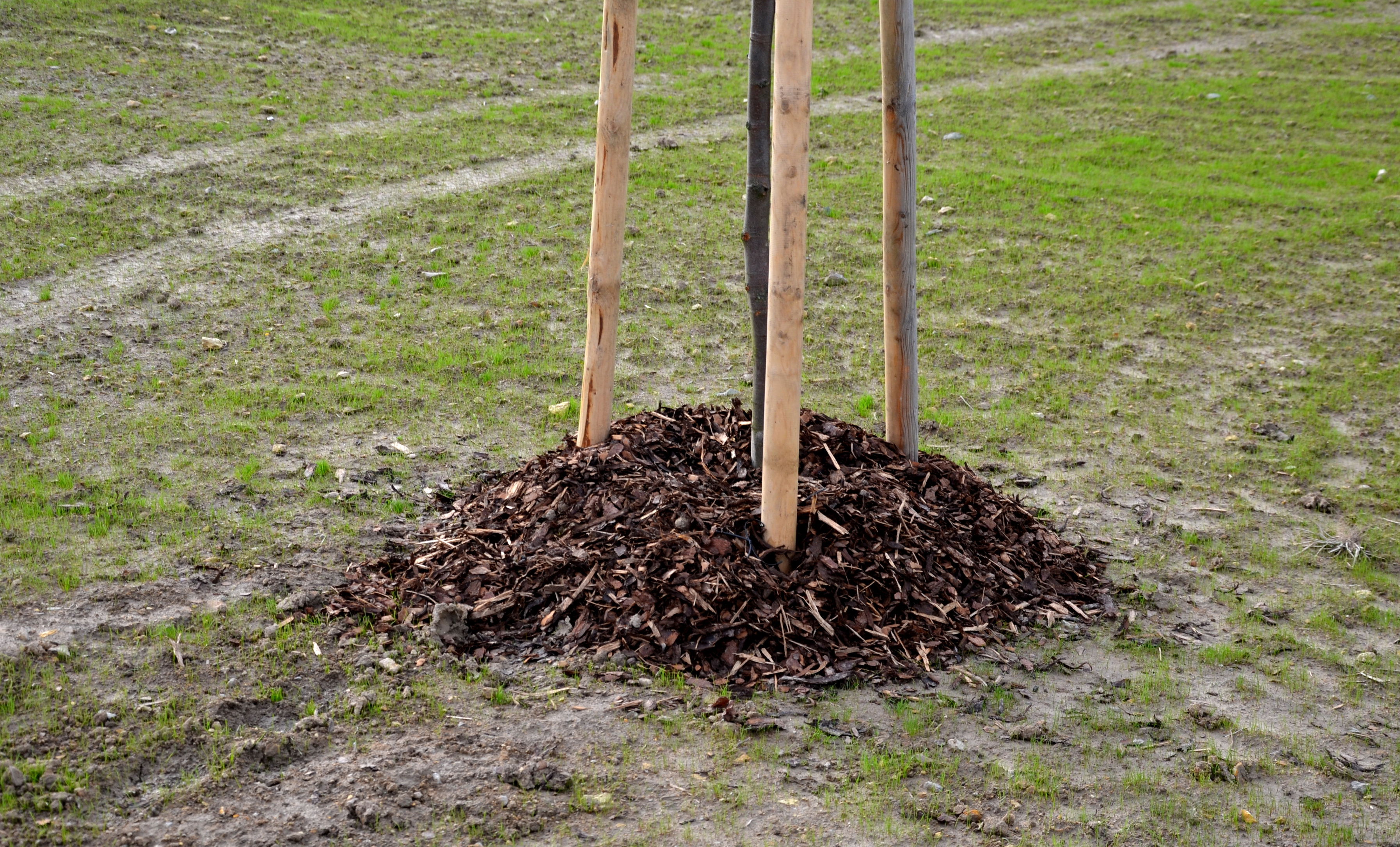 A small tree with a base surrounded by mulch