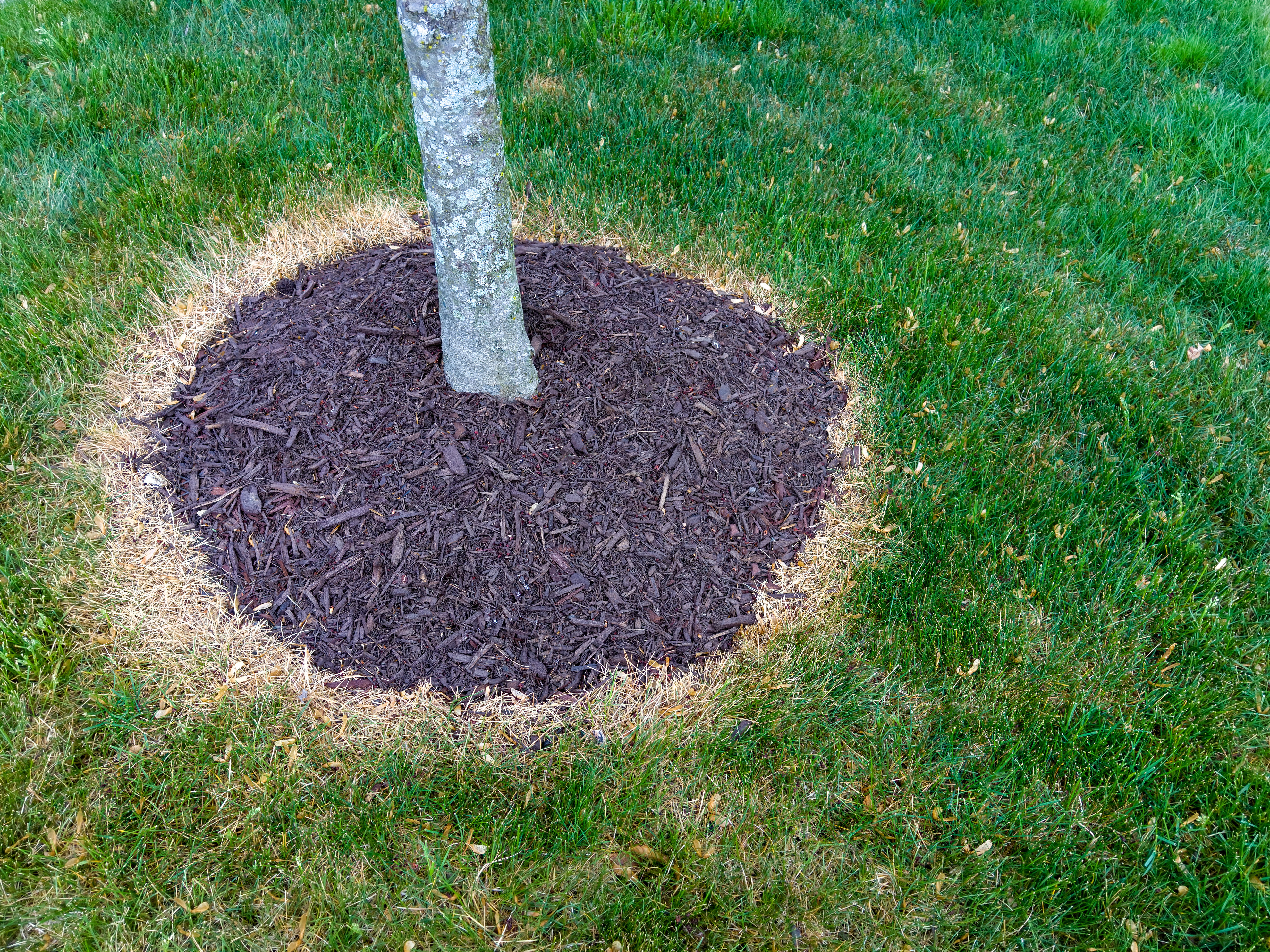 A small tree with mulch packed at the base 