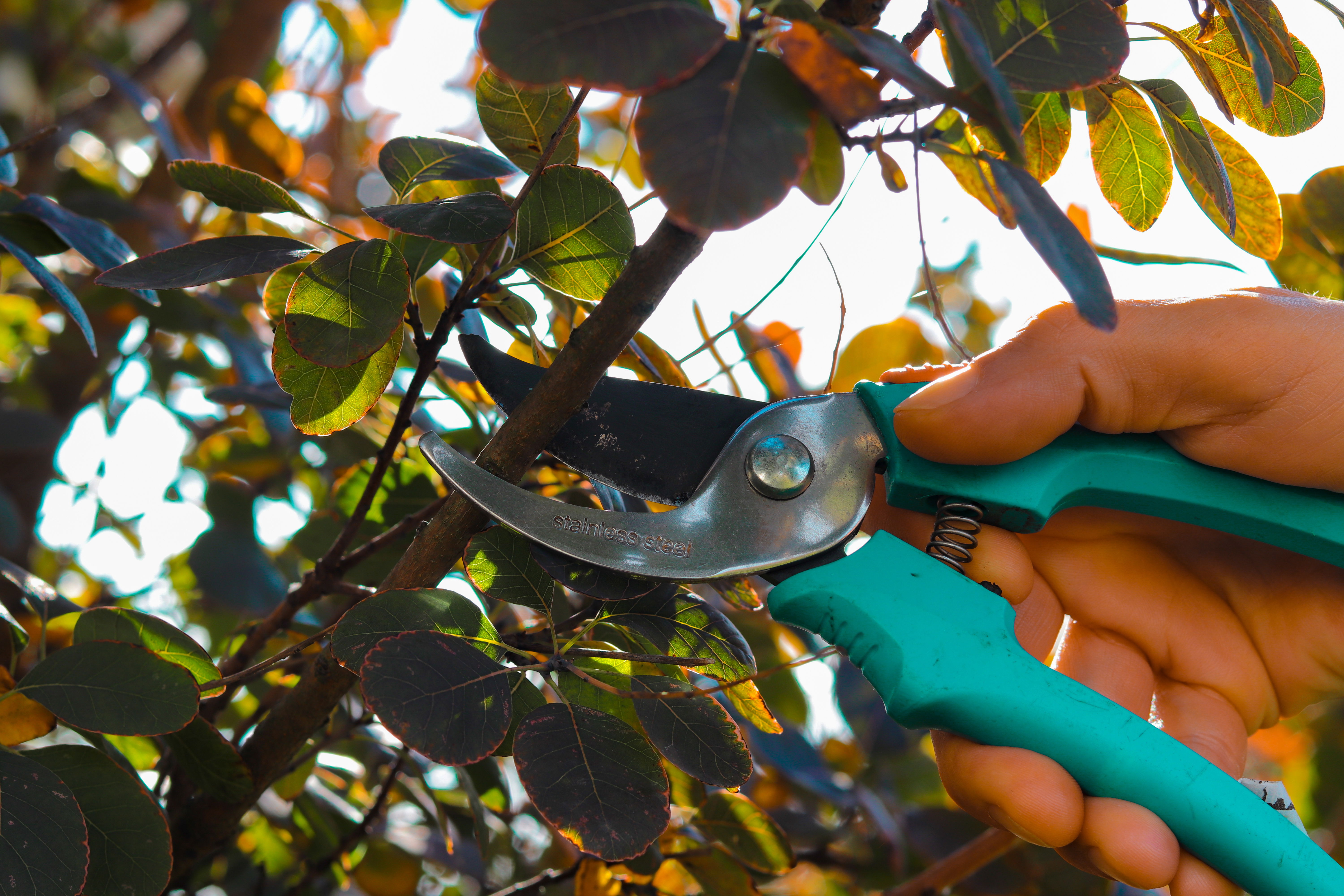 Someone pruning a tree with a small pair of shears