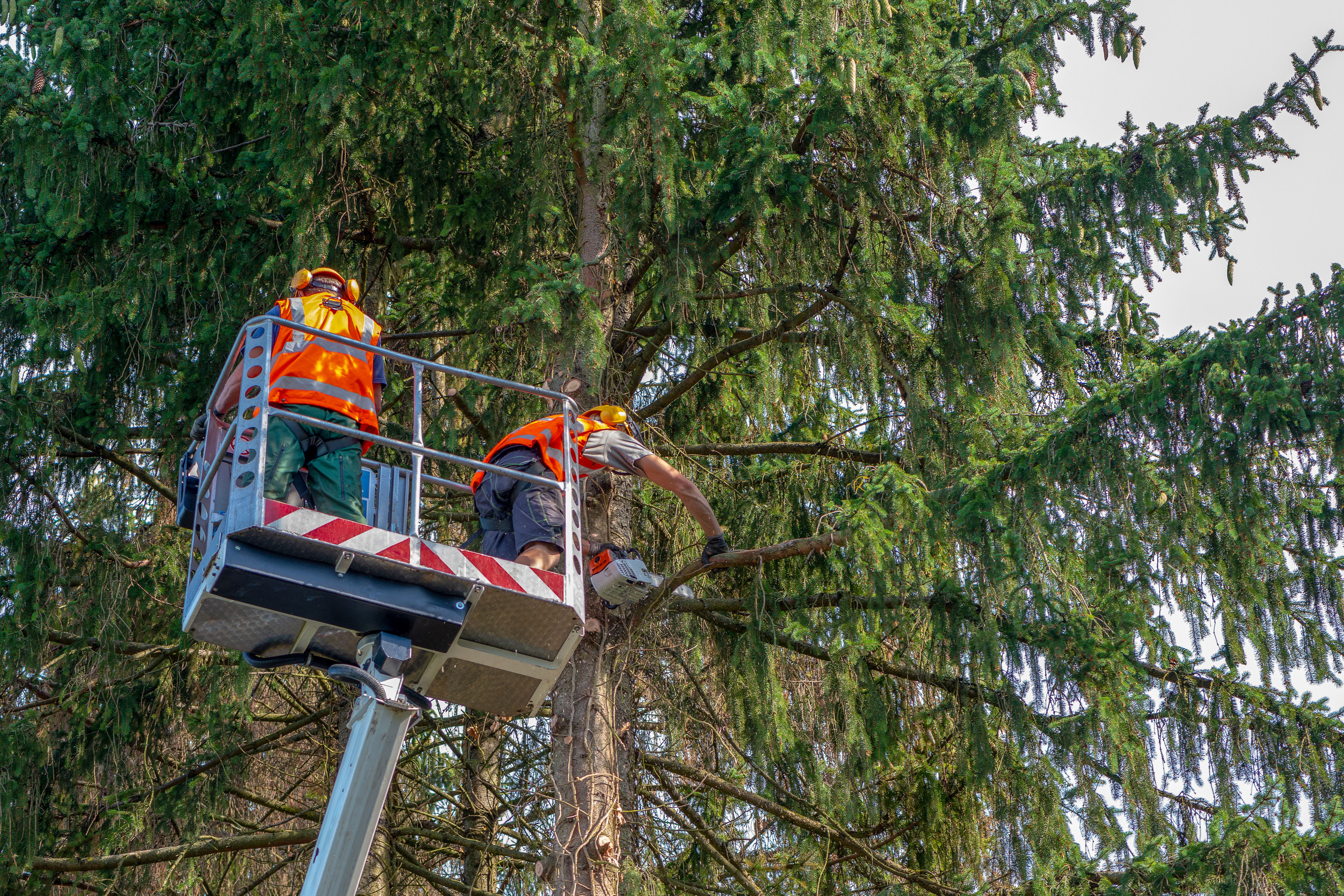 Two men in a bucket truck pruning a tree