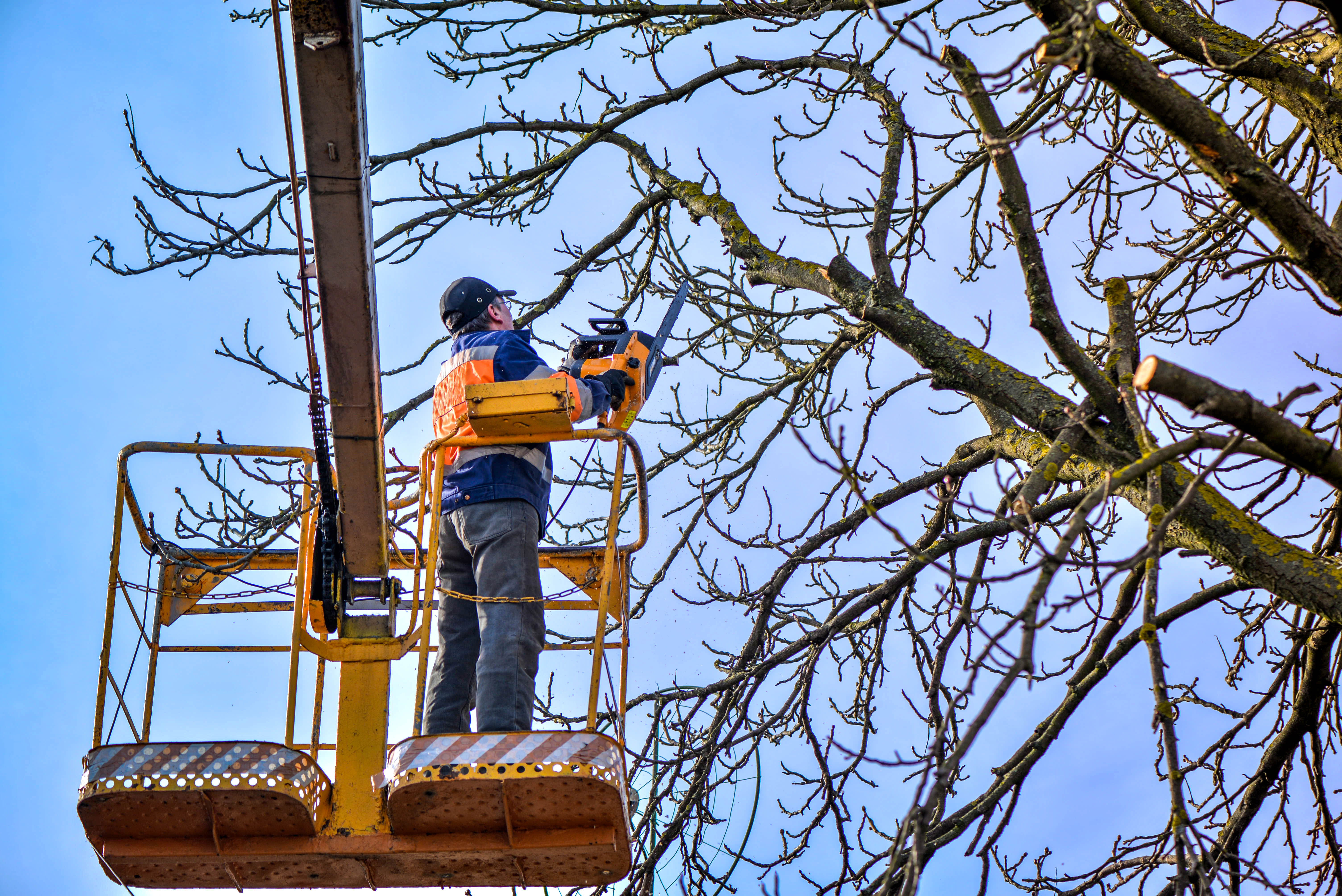 A man in a bucket truck pruning a large tree