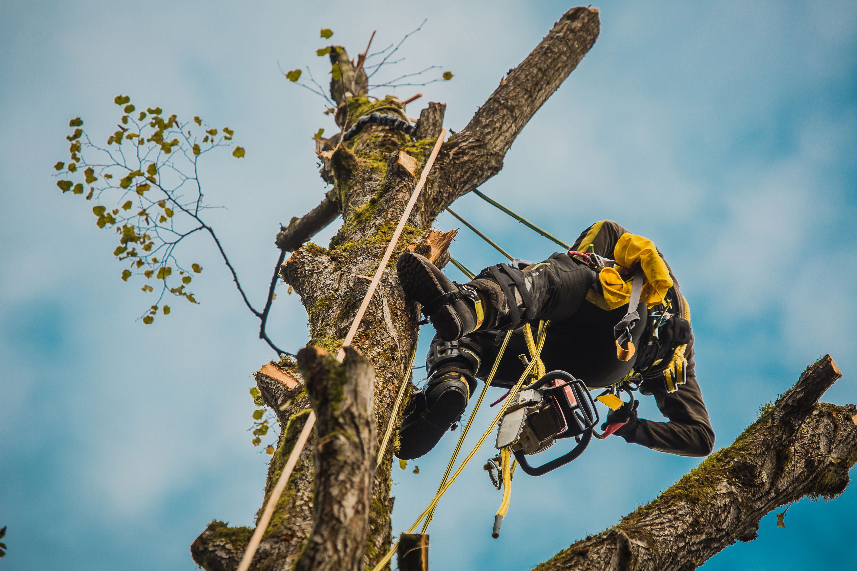 An ISA arborist climbing a tree