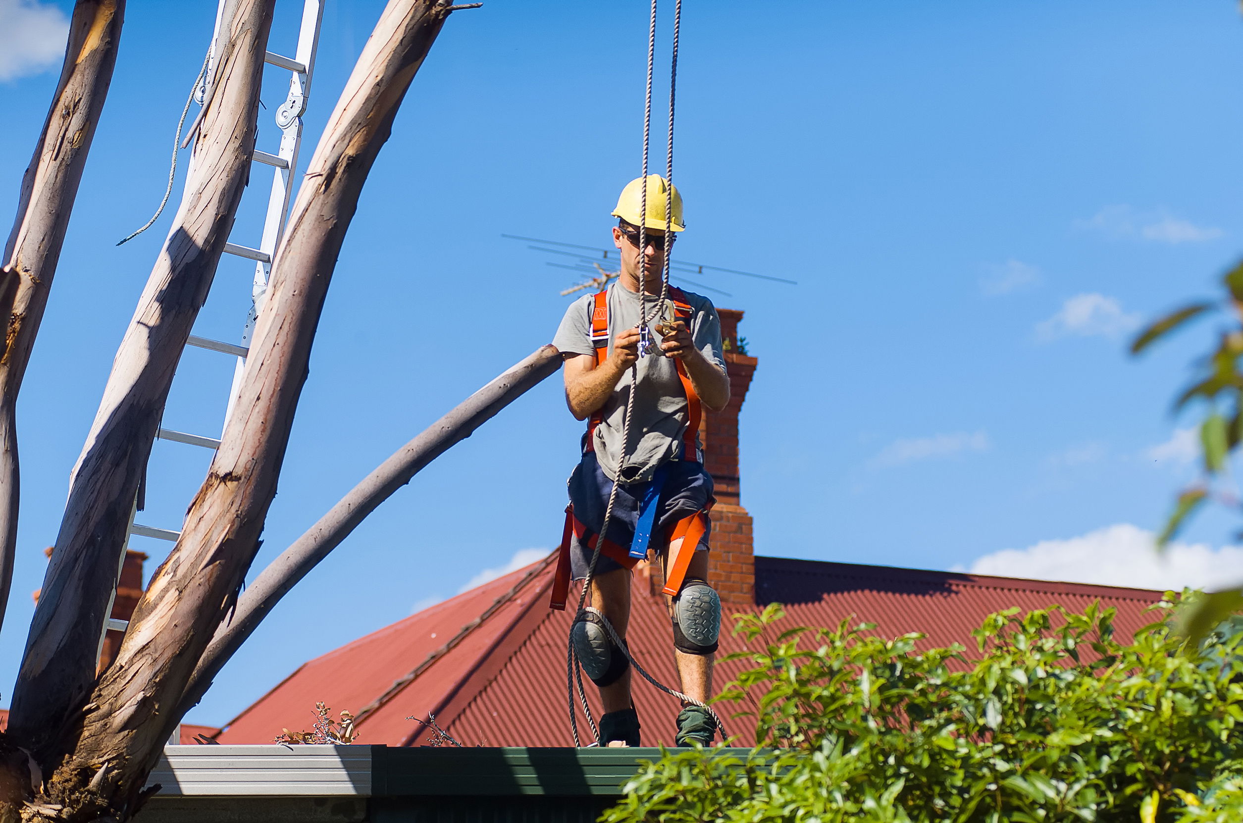 An ISA Arborist rigging a line 