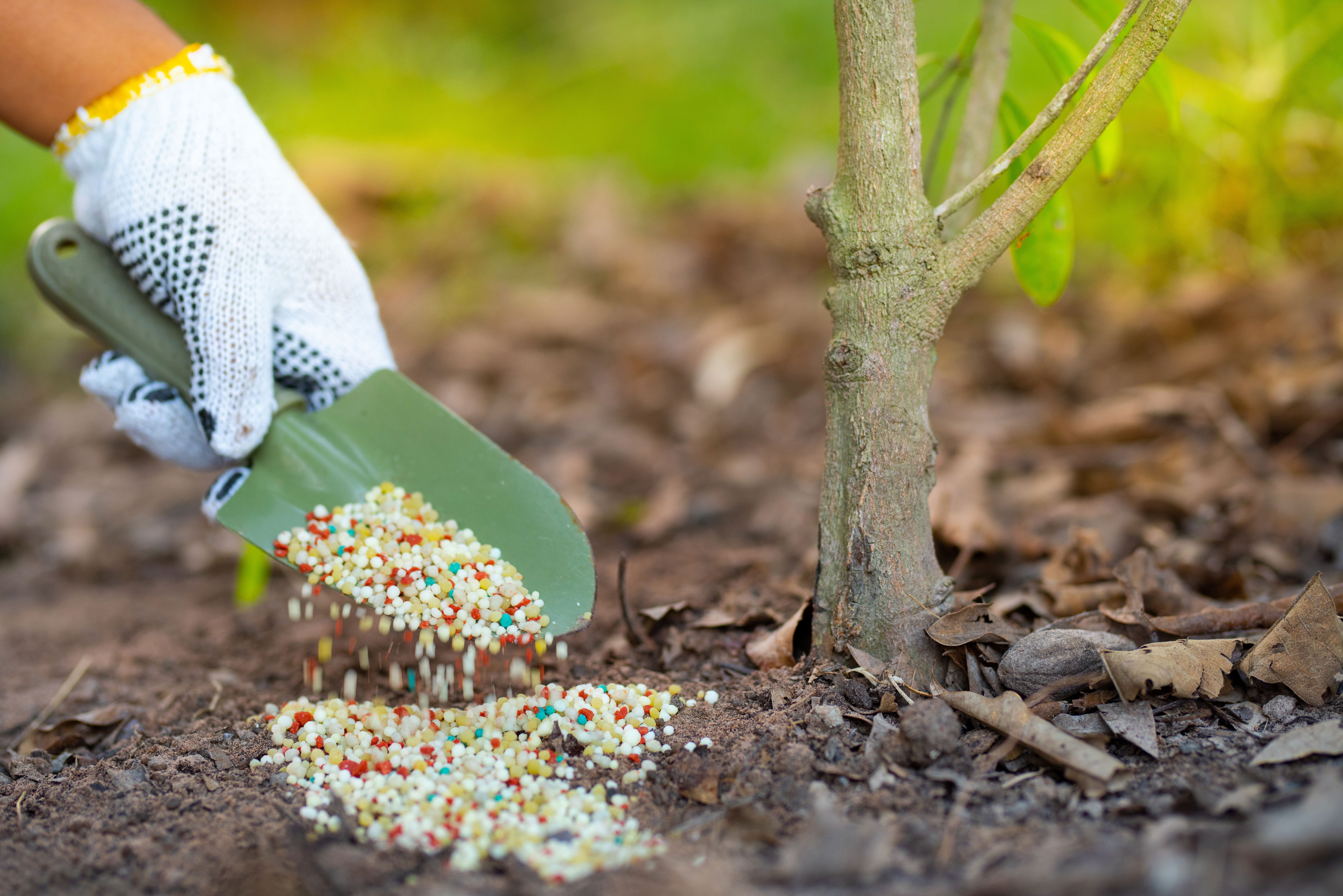 An arborist fertilizing a small tree