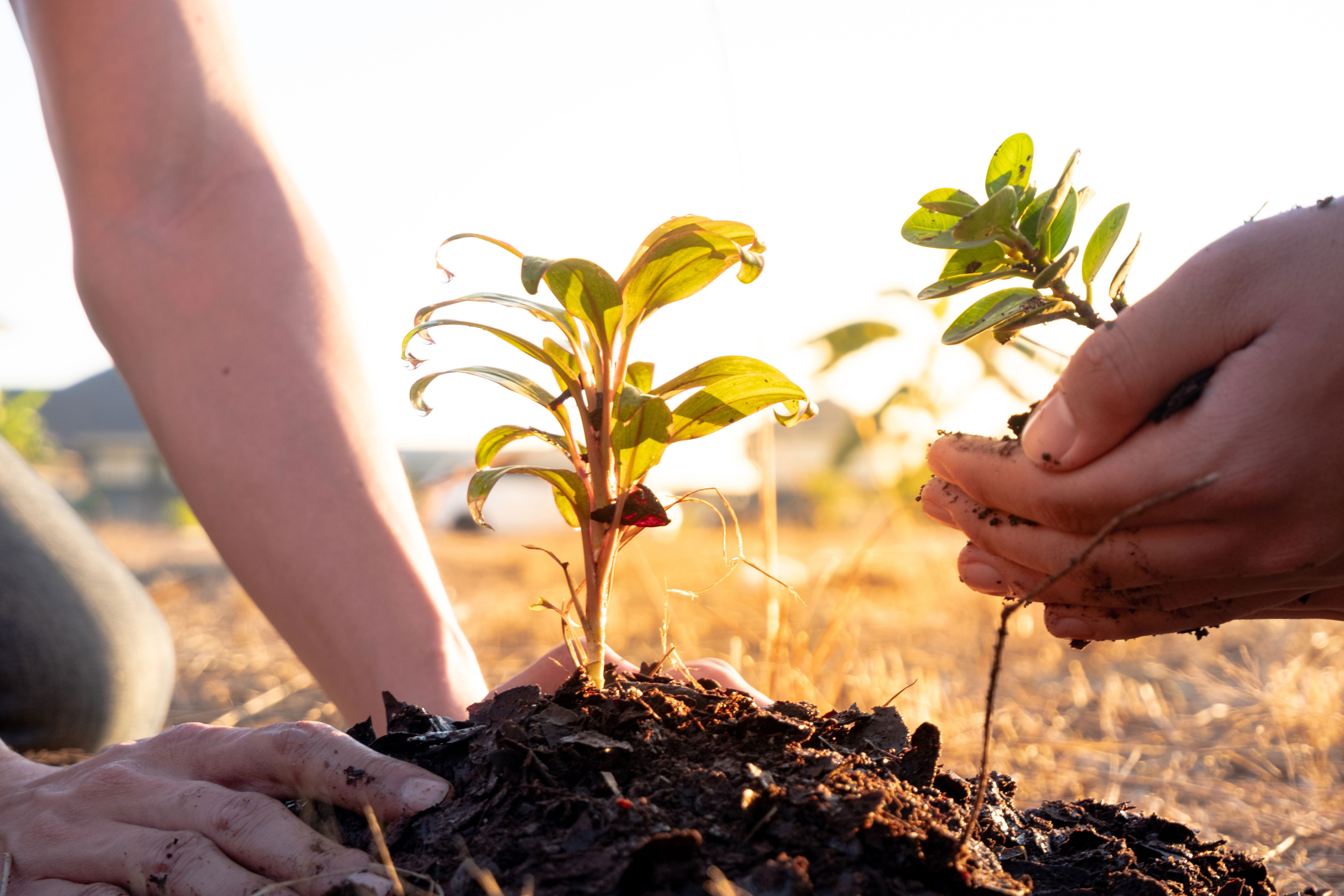 Two arborists planting two small trees in soil