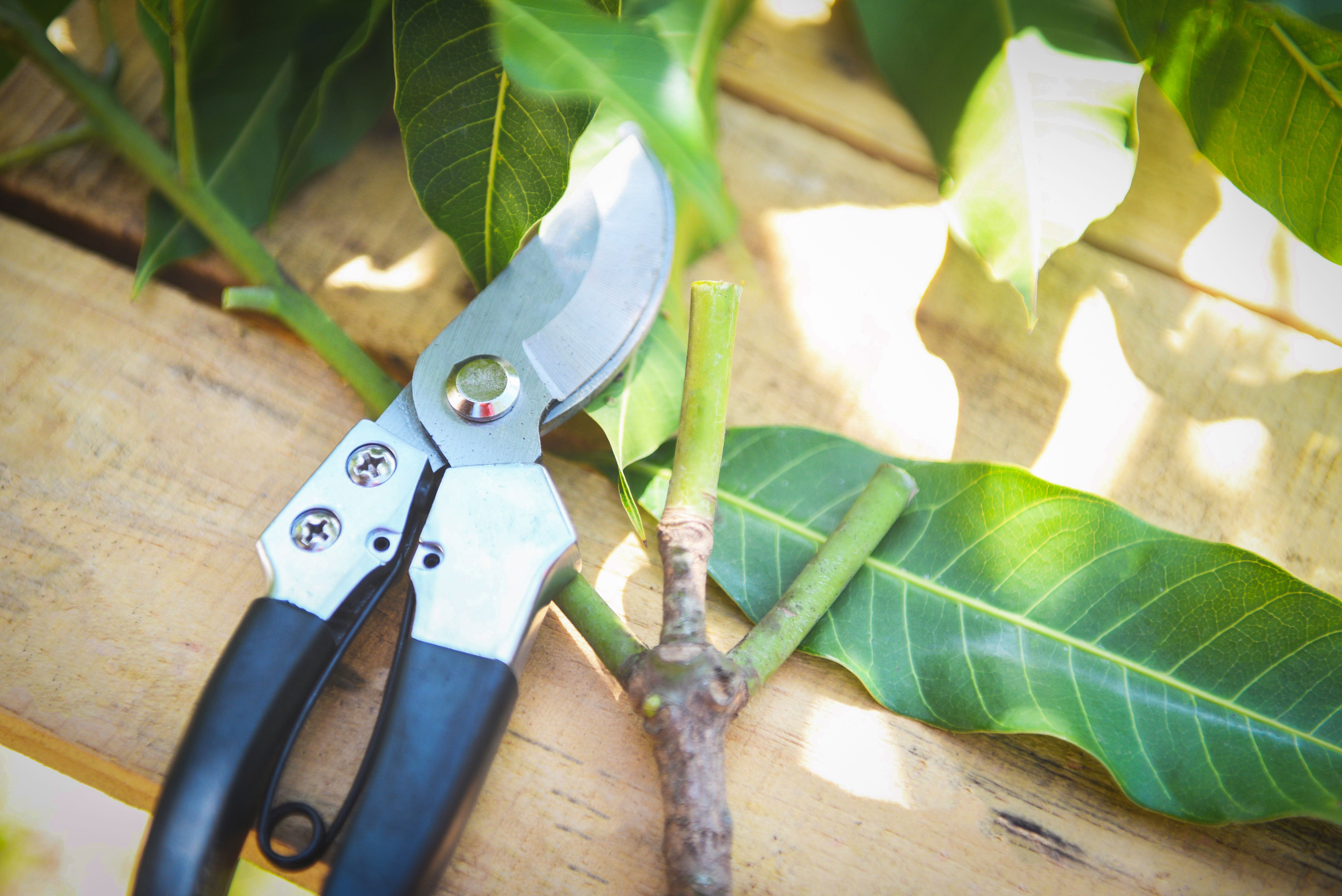 A set of shears lying next to a tree branch