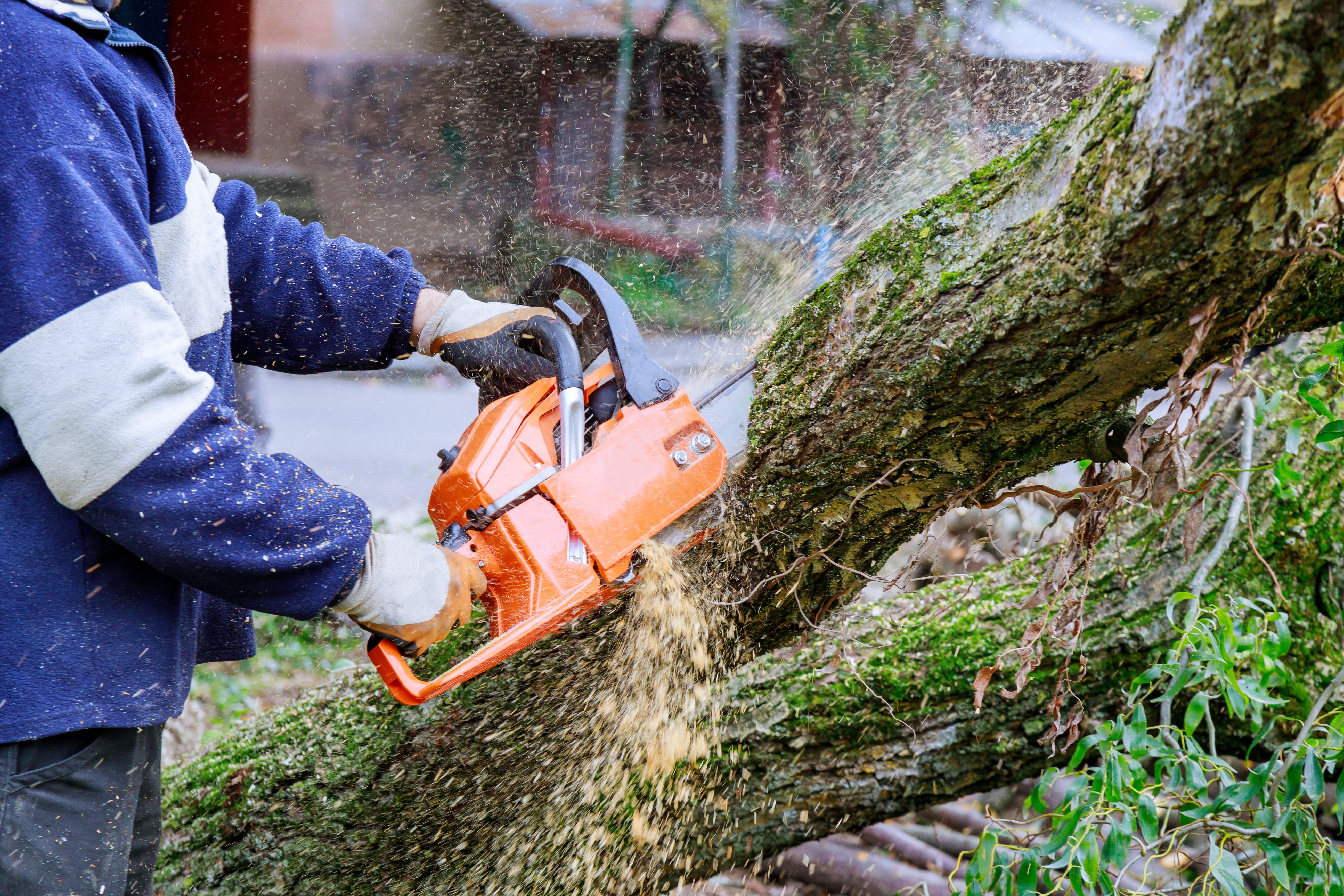 A person using a chainsaw to cut a large tree branch