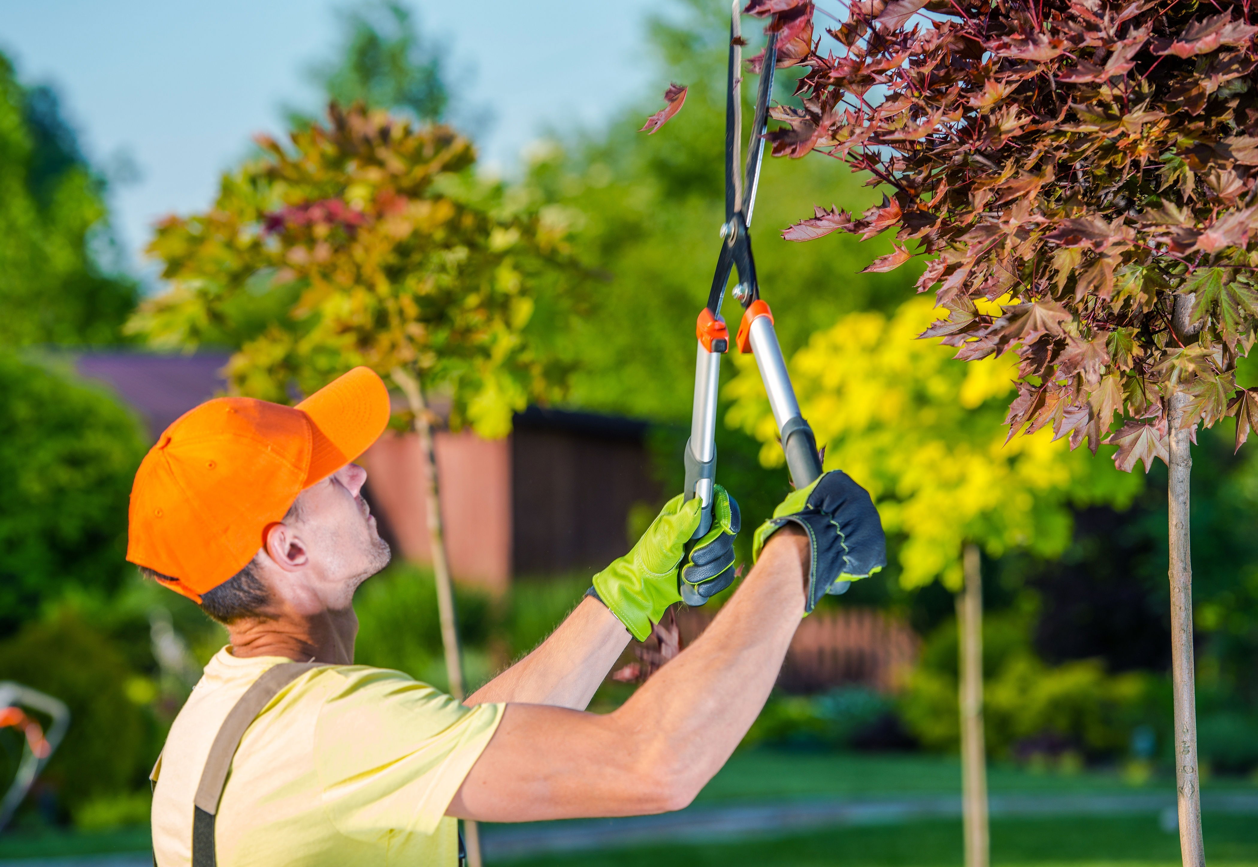 An arborist using a set of large garden shears to cut a tree branch