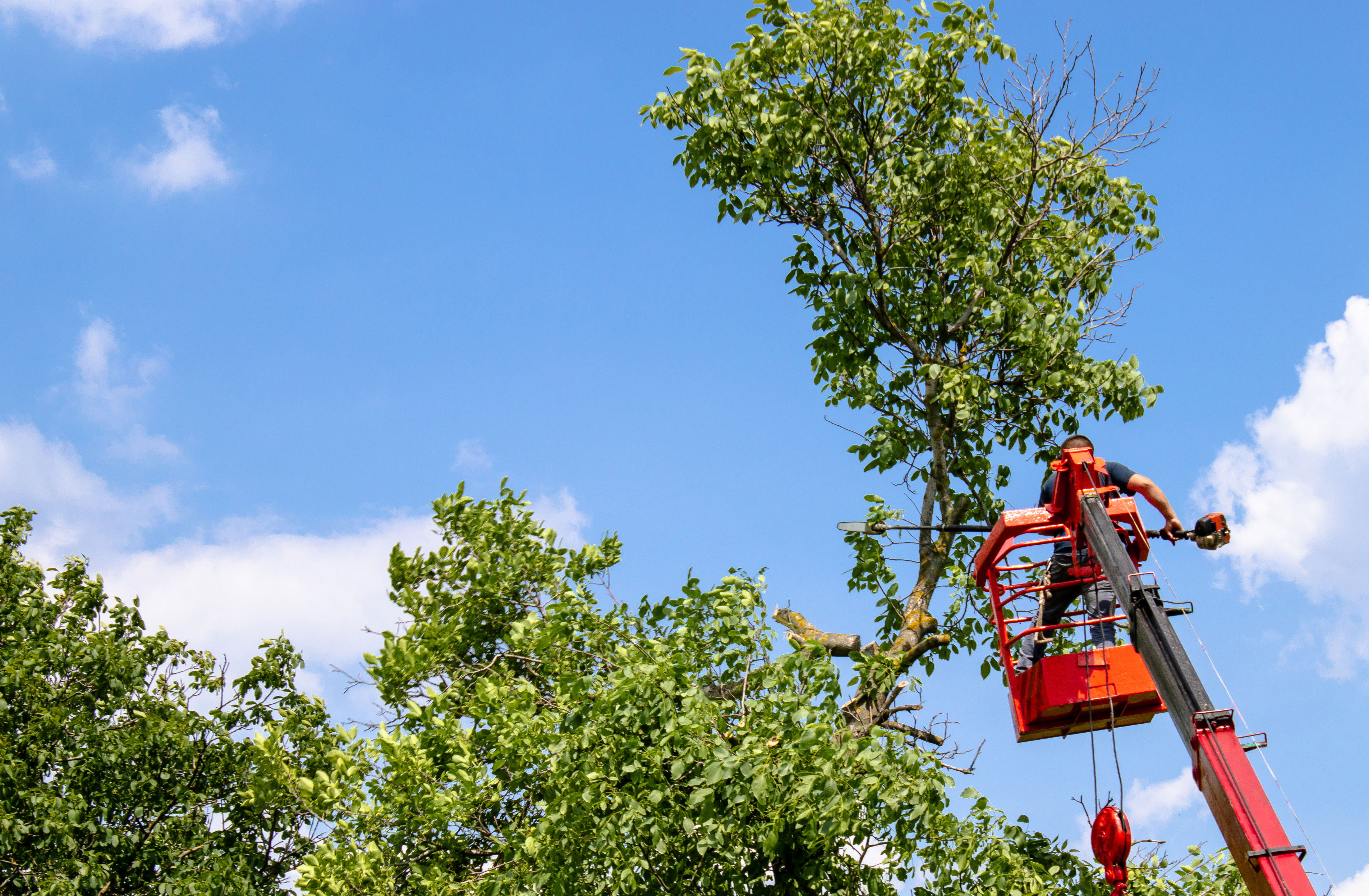 A man in a bucket truck pruning a large tree