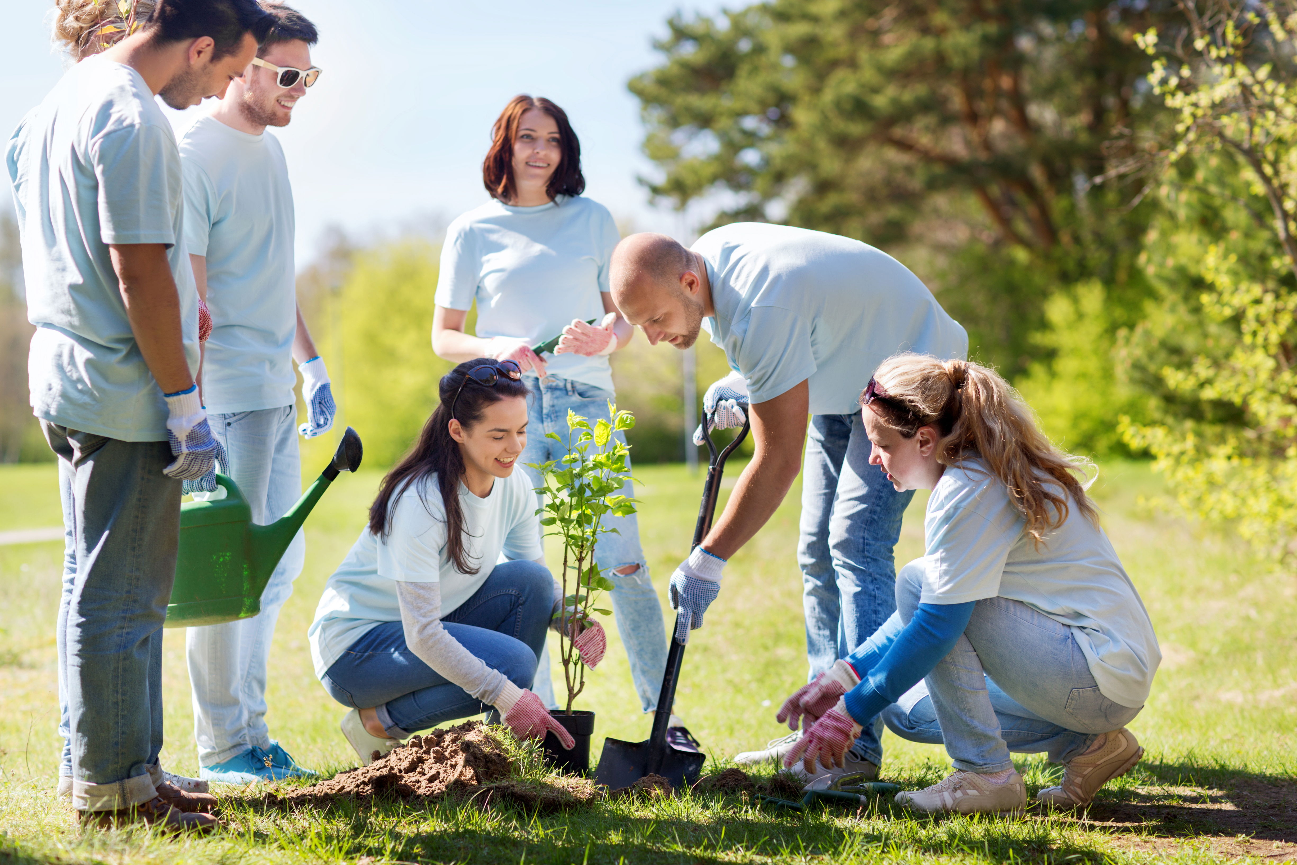 A group of 5 people using a shovel to plant a small tree