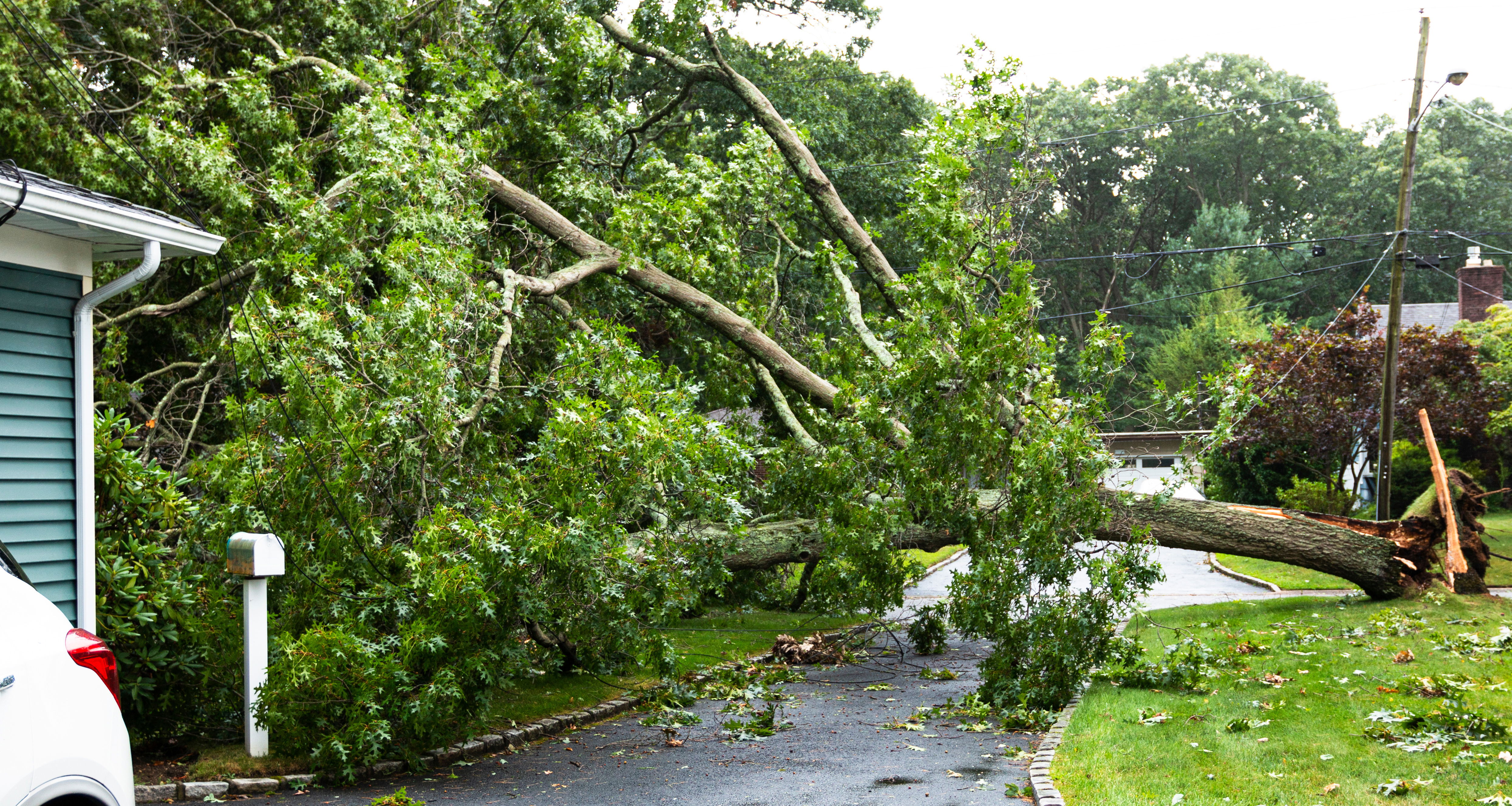 A large tree that has fallen over onto a driveway during a storm